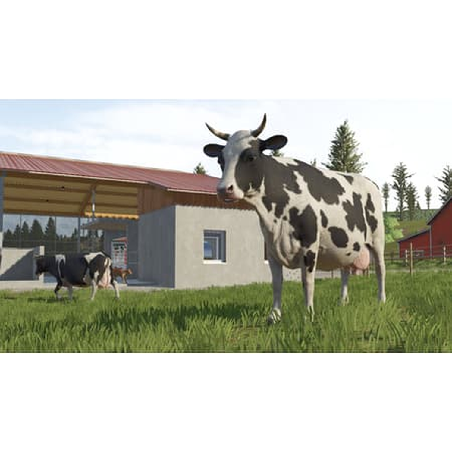 Een zwart-witte koe staat in een grasveld bij een schuur, met nog een koe op de achtergrond.