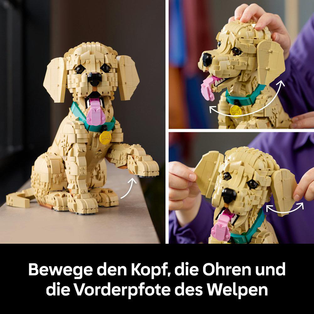 Ein hellbrauner Lego-Welpe mit pinker Zunge und blauem Halsband.