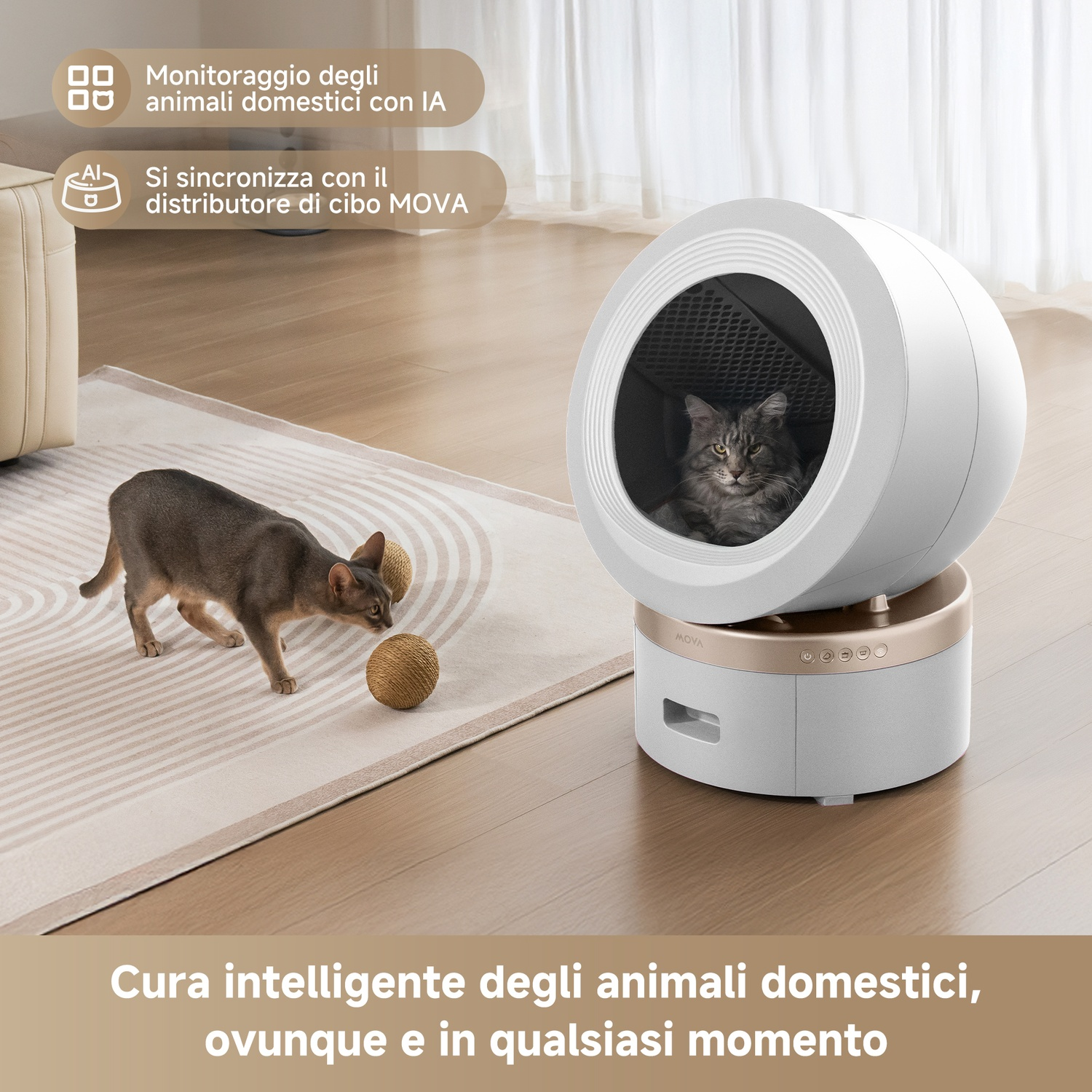 Gatto in una lettiera autopulente accanto a un gatto grigio su un tappeto.