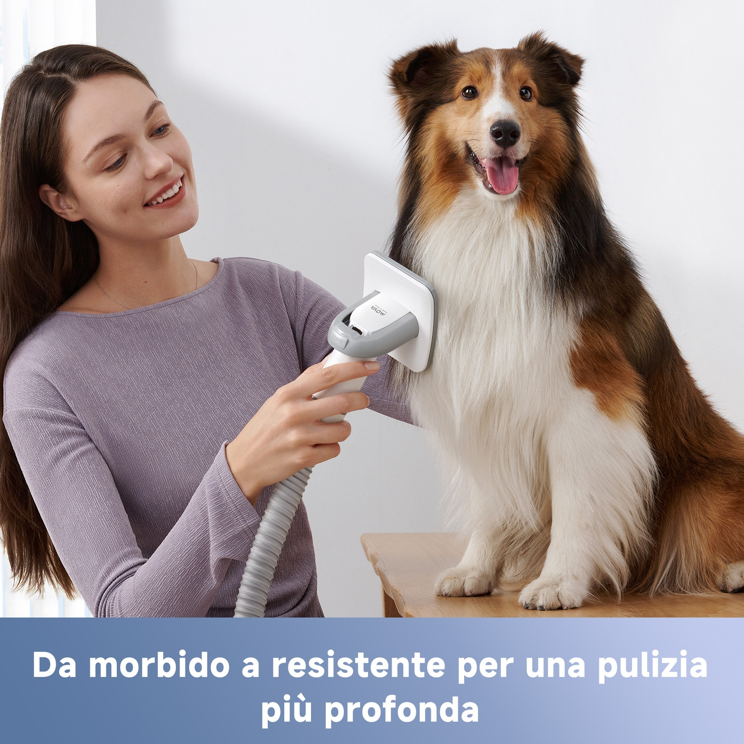 Donna spazzola un cane con uno strumento. Il cane è seduto su un tavolo.