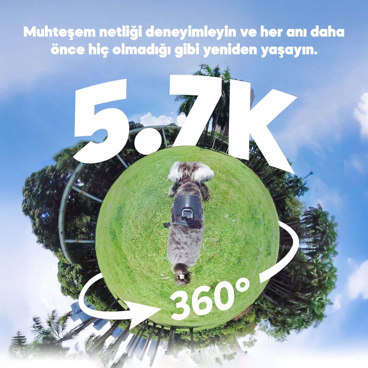 Sırt çantalı bir köpek, palmiye ağaçlarıyla çevrili yeşil çimlerde duruyor. 5.7K 360°.