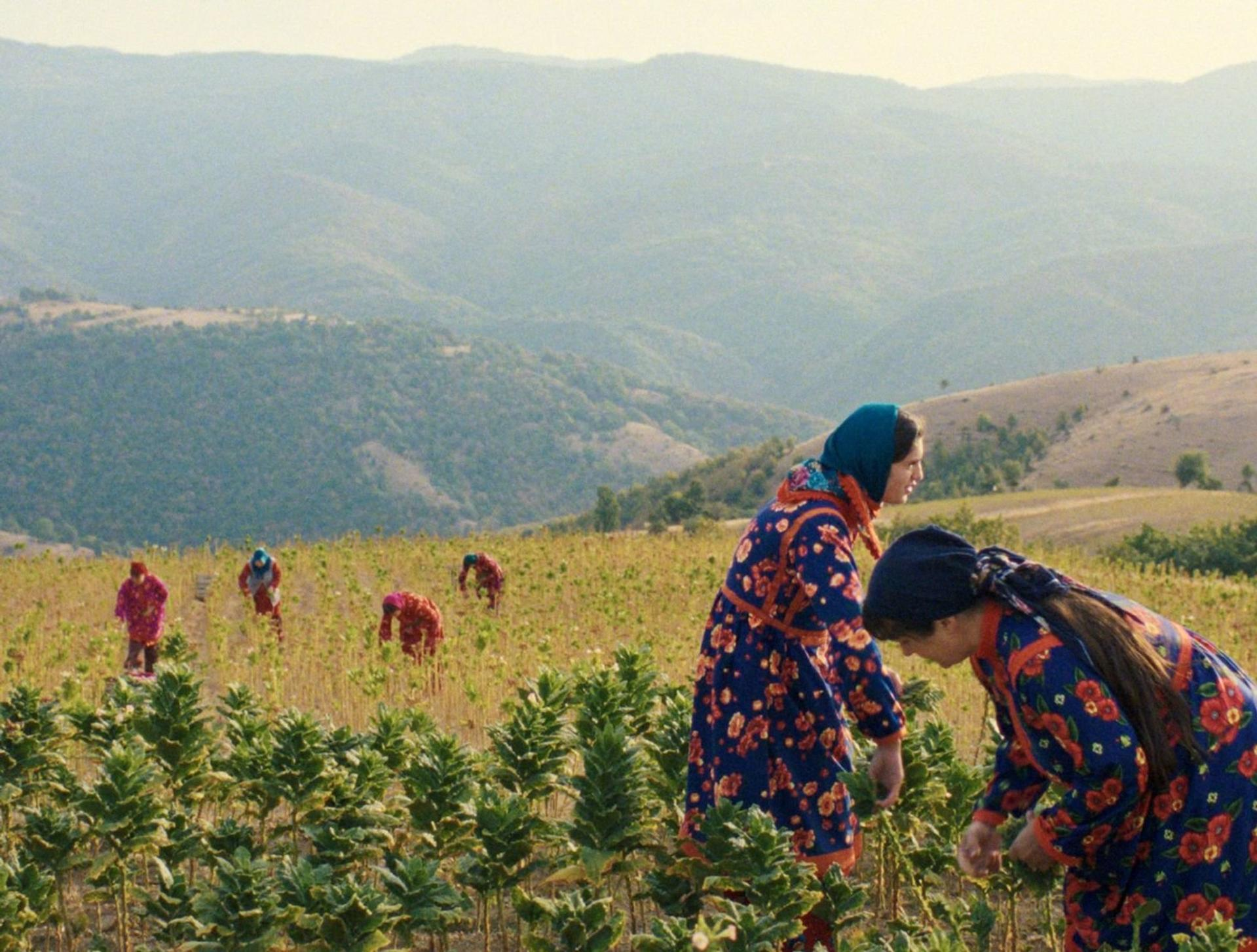 Frauen in bunten Kleidern ernten auf einem Feld vor Hügeln.