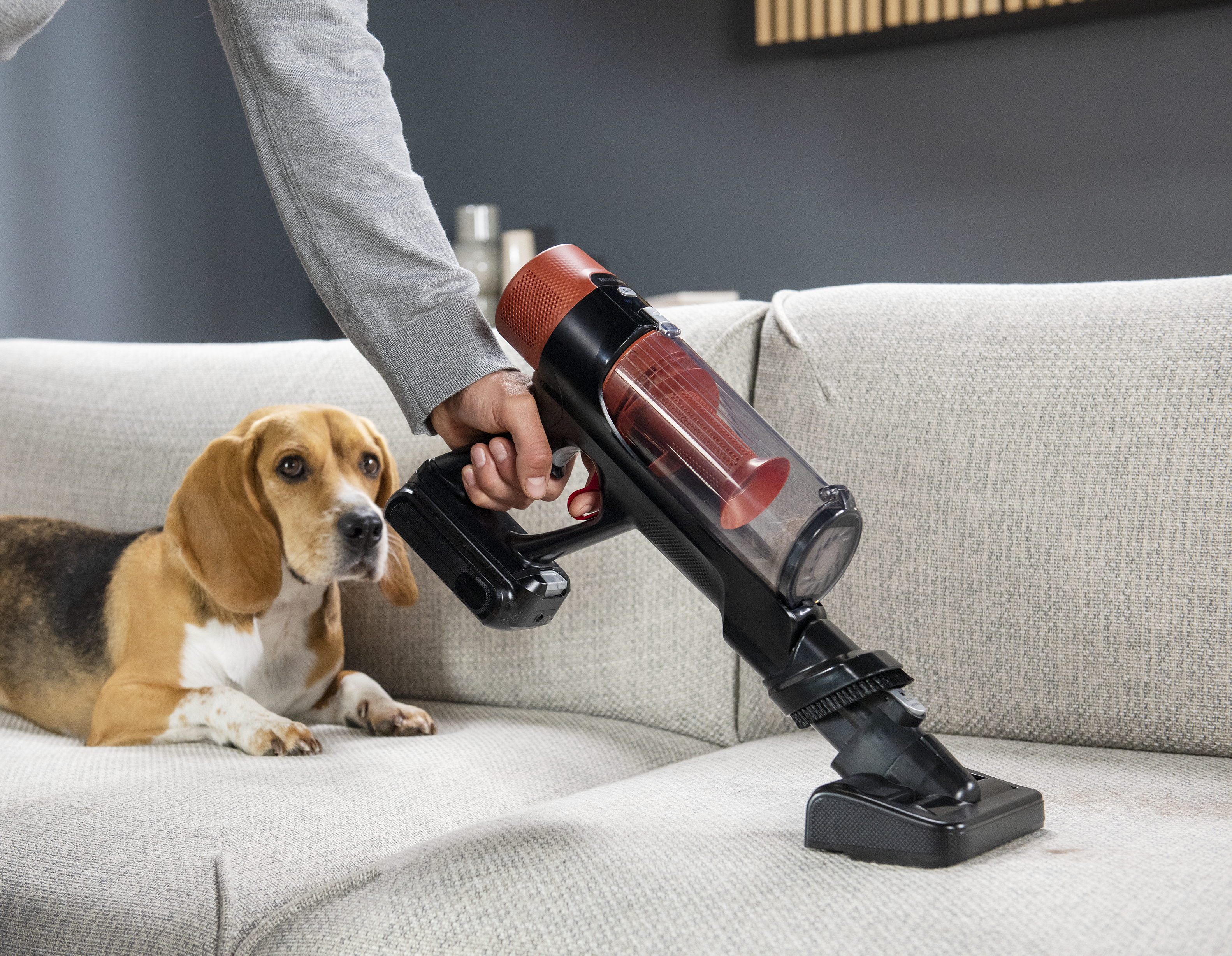 Egy beagle fekszik a kanapén, miközben egy kéz porszívóval tisztít foltokat.
