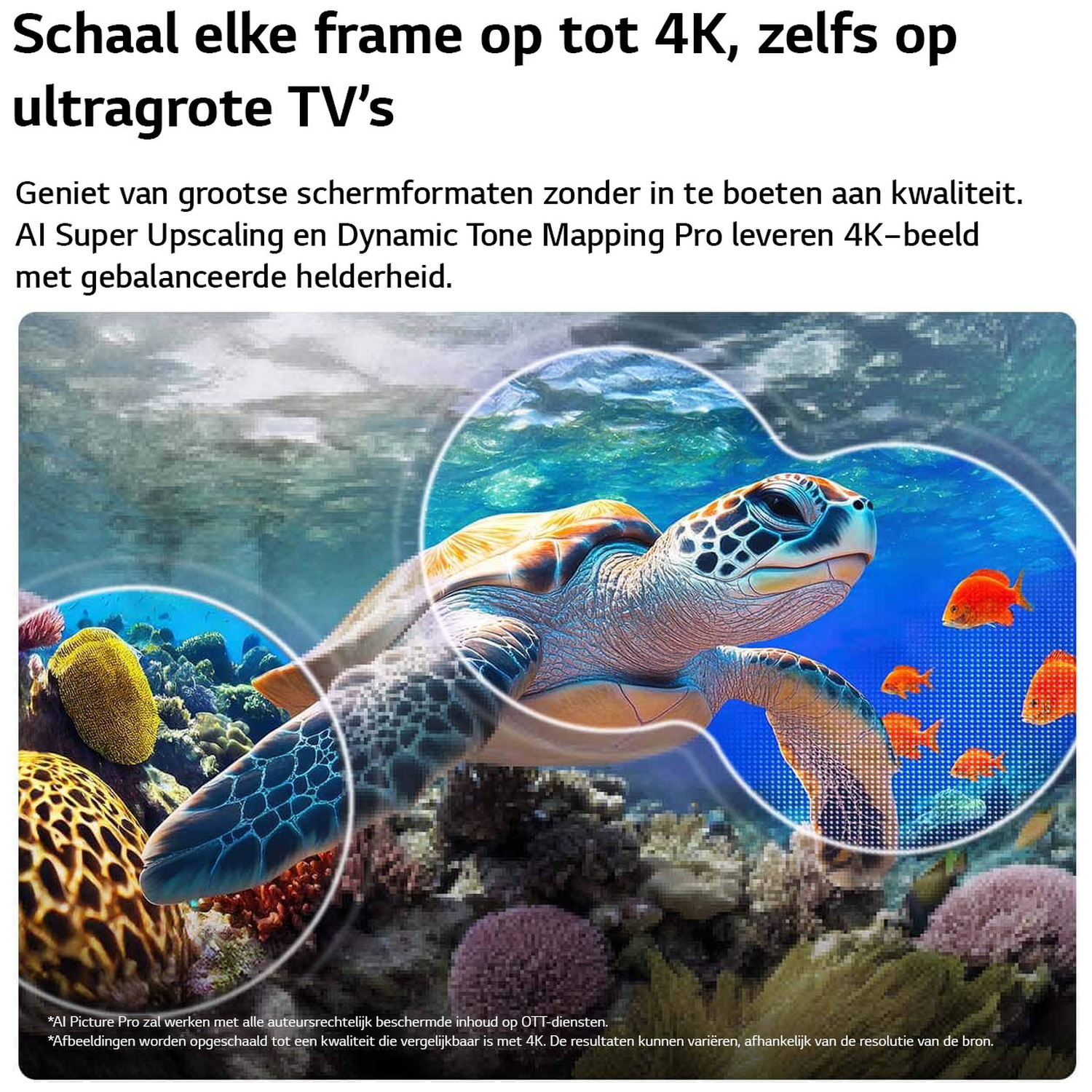 Een zeeschildpad zwemt met kleine vissen in een koraalrif.