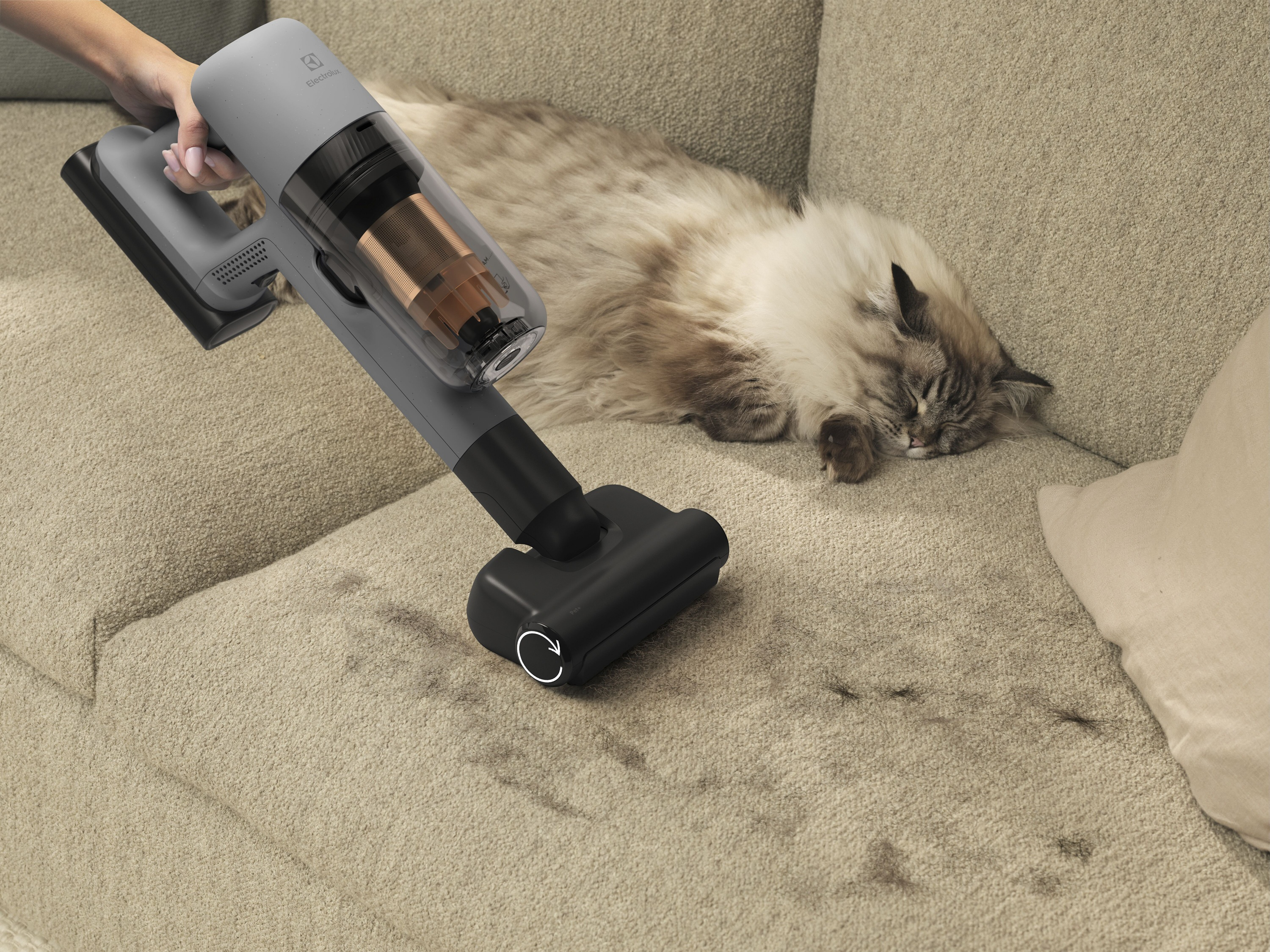 Gri el süpürgesi, uyuyan kedi yakında halıyı temizliyor.