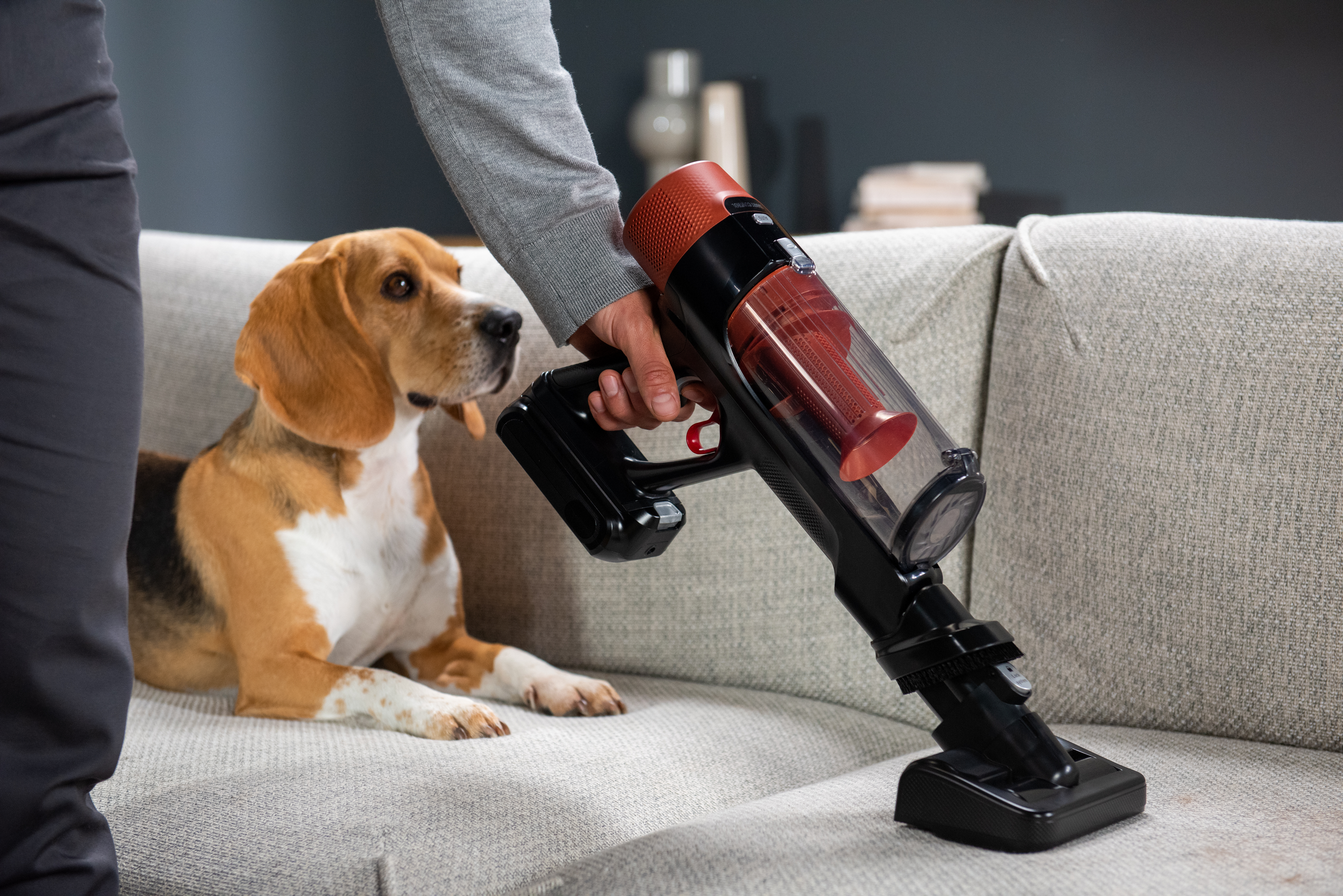 Un beagle yace en un sofá mientras una mano sostiene una aspiradora negra y roja.