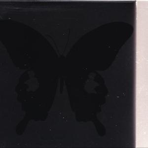 Dunkle Silhouette eines Schmetterlings auf hellem Hintergrund.