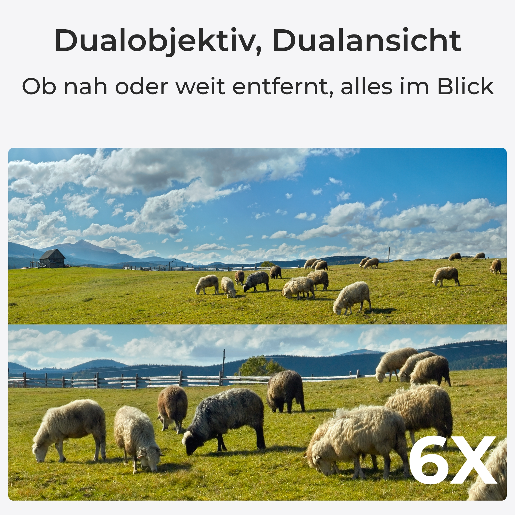 Schafe auf einer grünen Wiese mit Bergen und blauer Himmel.