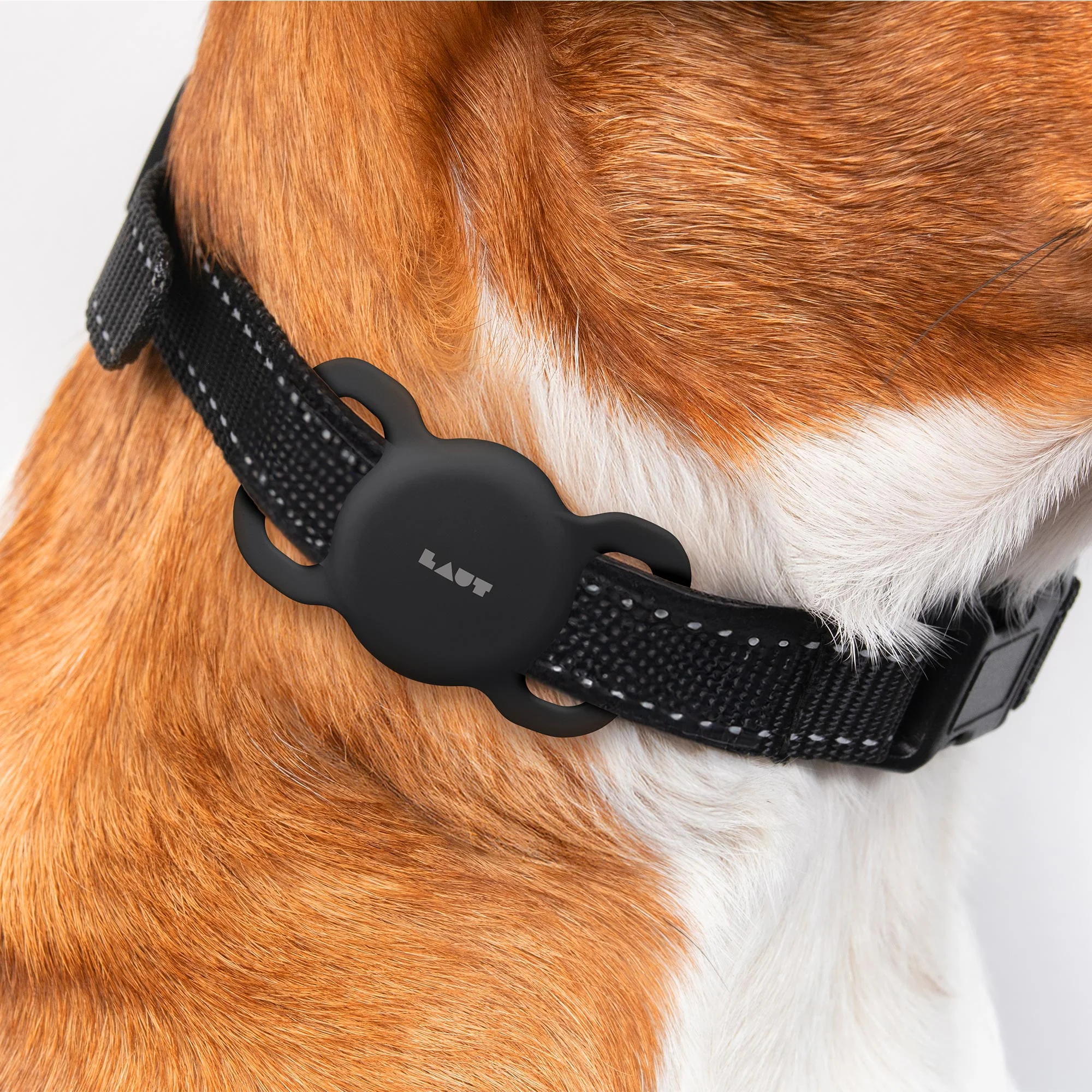 Un chien portant un collier noir avec des détails réfléchissants et un traceur noir.