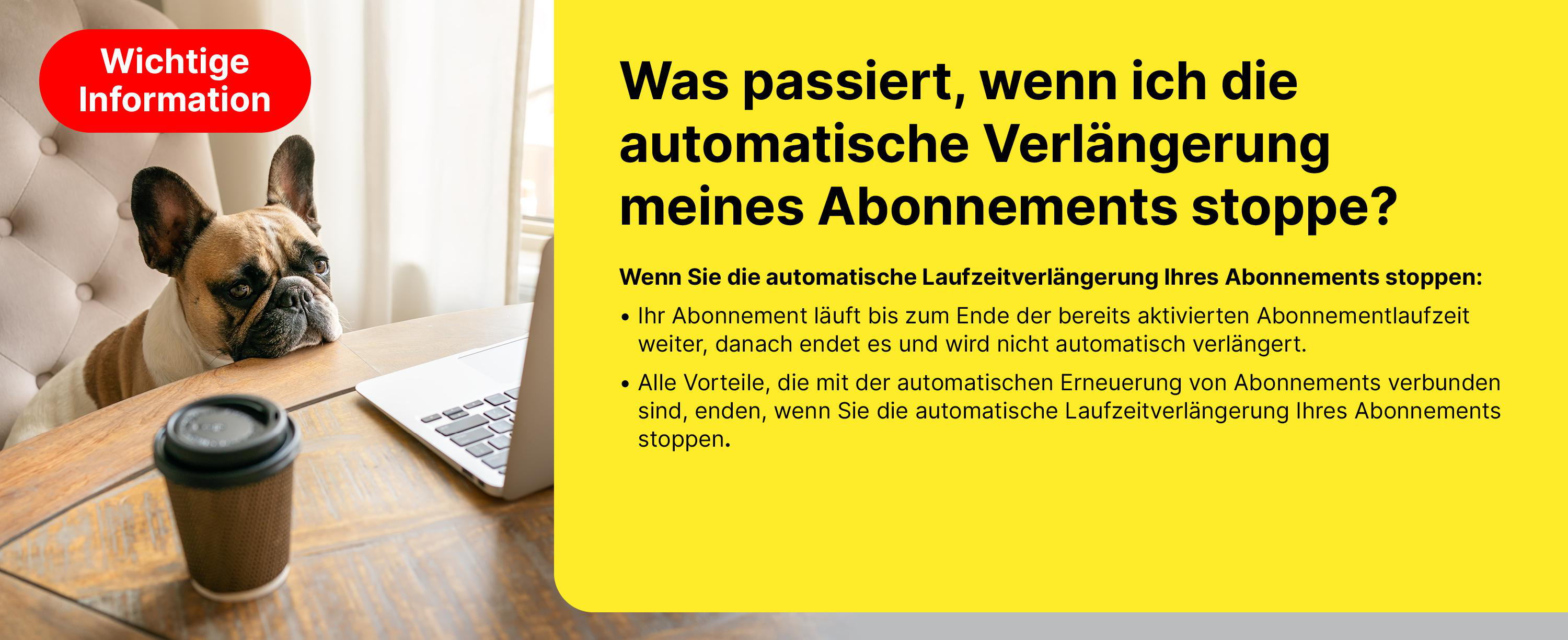 Französische Bulldogge sitzt am Tisch mit Laptop und Kaffee. Wichtige Information.
