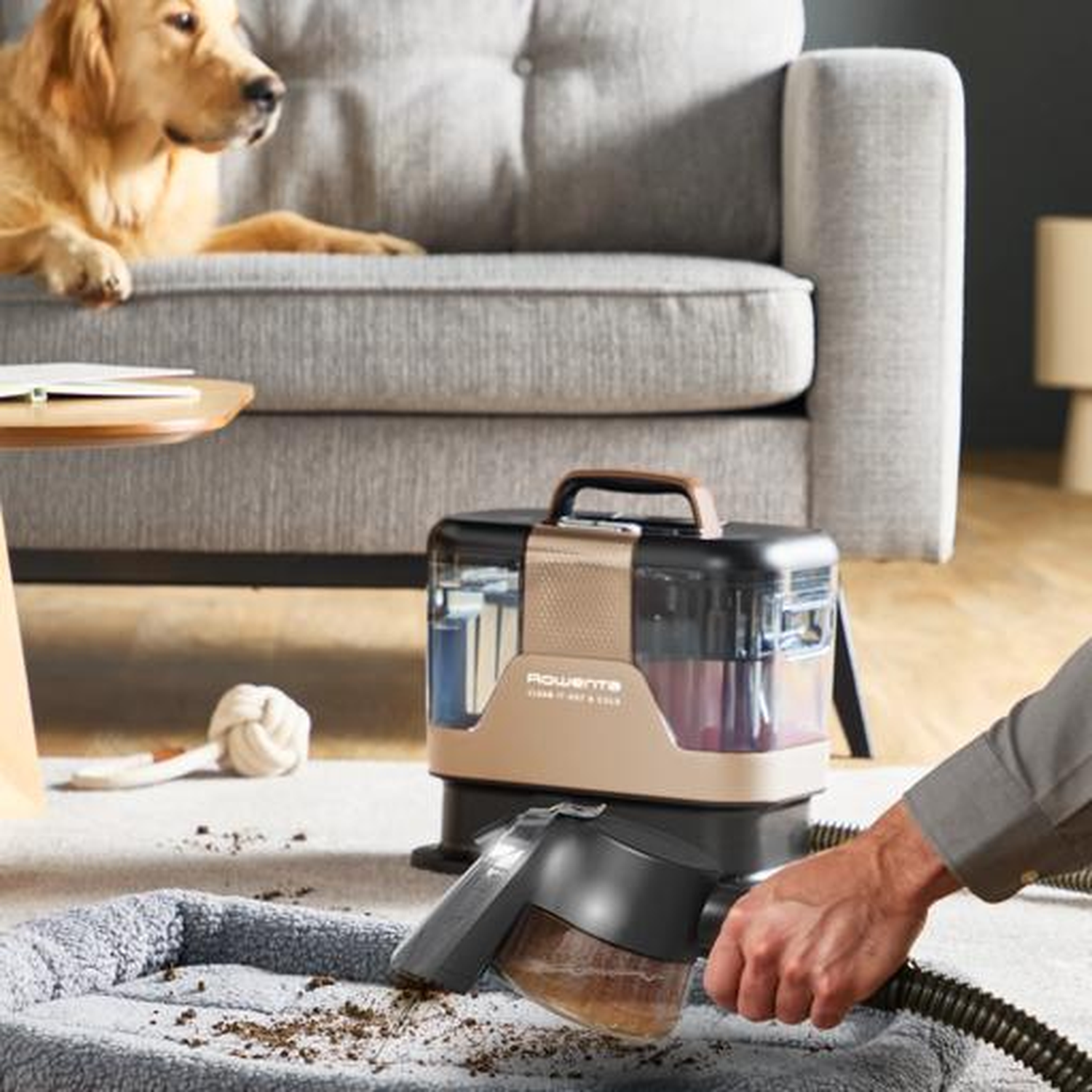 Dog on sofa, vacuum cleaning dog bed with dirt.