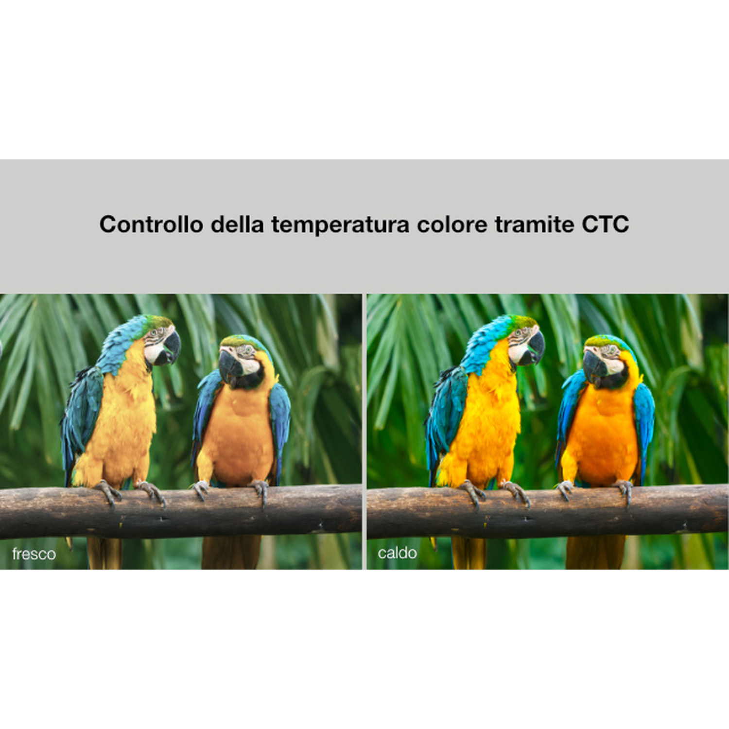 Due ara su un ramo. Sinistra più freddo, destra più caldo. Sfondo verde.