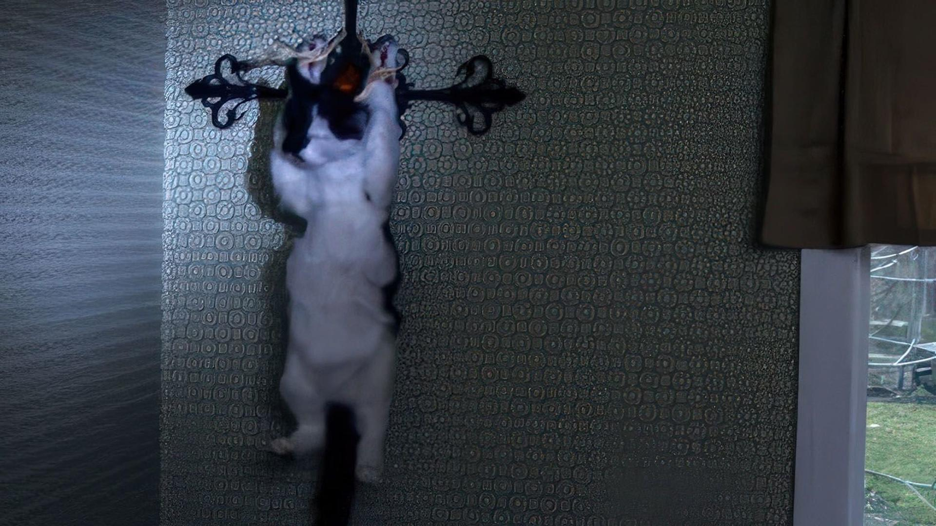 Eine Katze hängt an einem Kreuz aus schwarzem Metall an einer gemusterten Wand.