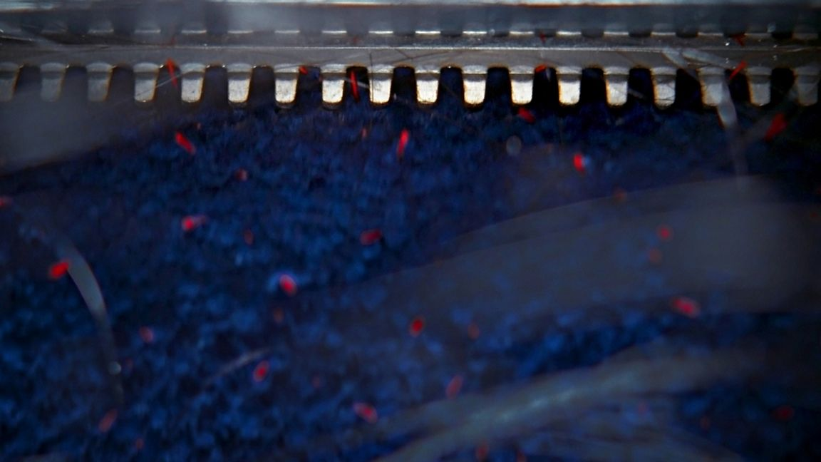 Gros plan d'un tapis bleu avec des fibres rouges et un bord métallique denté.