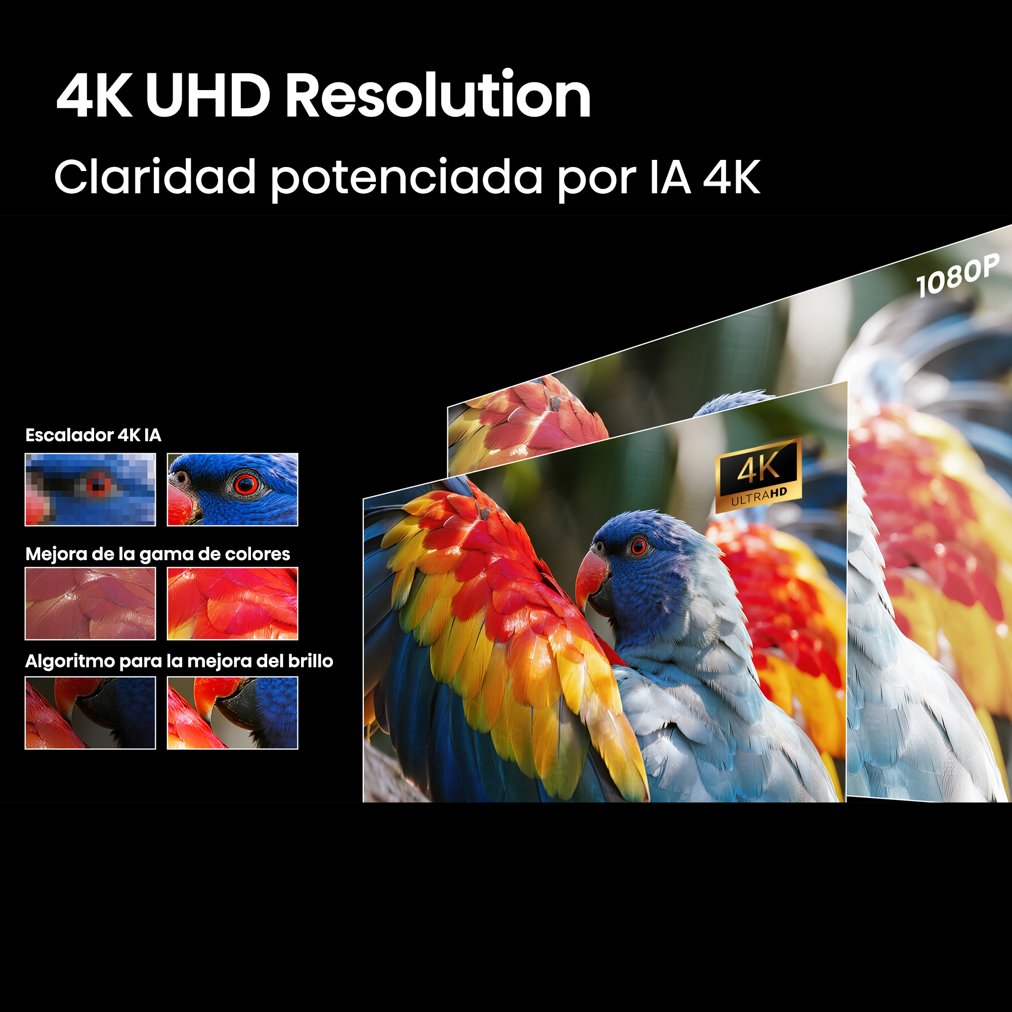 Cuatro loros con colores vibrantes, mostrando resolución 4K UHD.