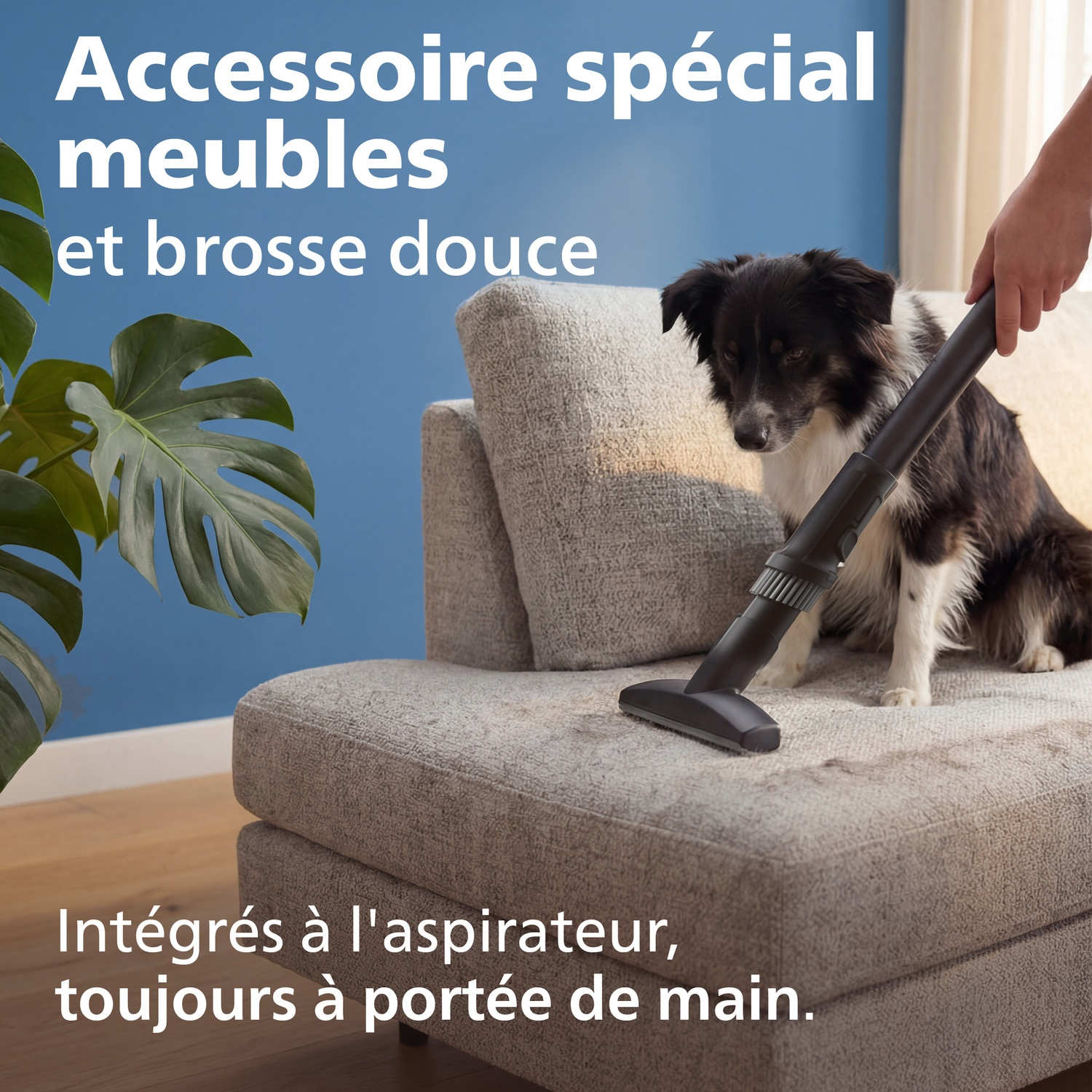 Un chien est assis sur un canapé pendant qu'un accessoire d'aspirateur nettoie le tissu.