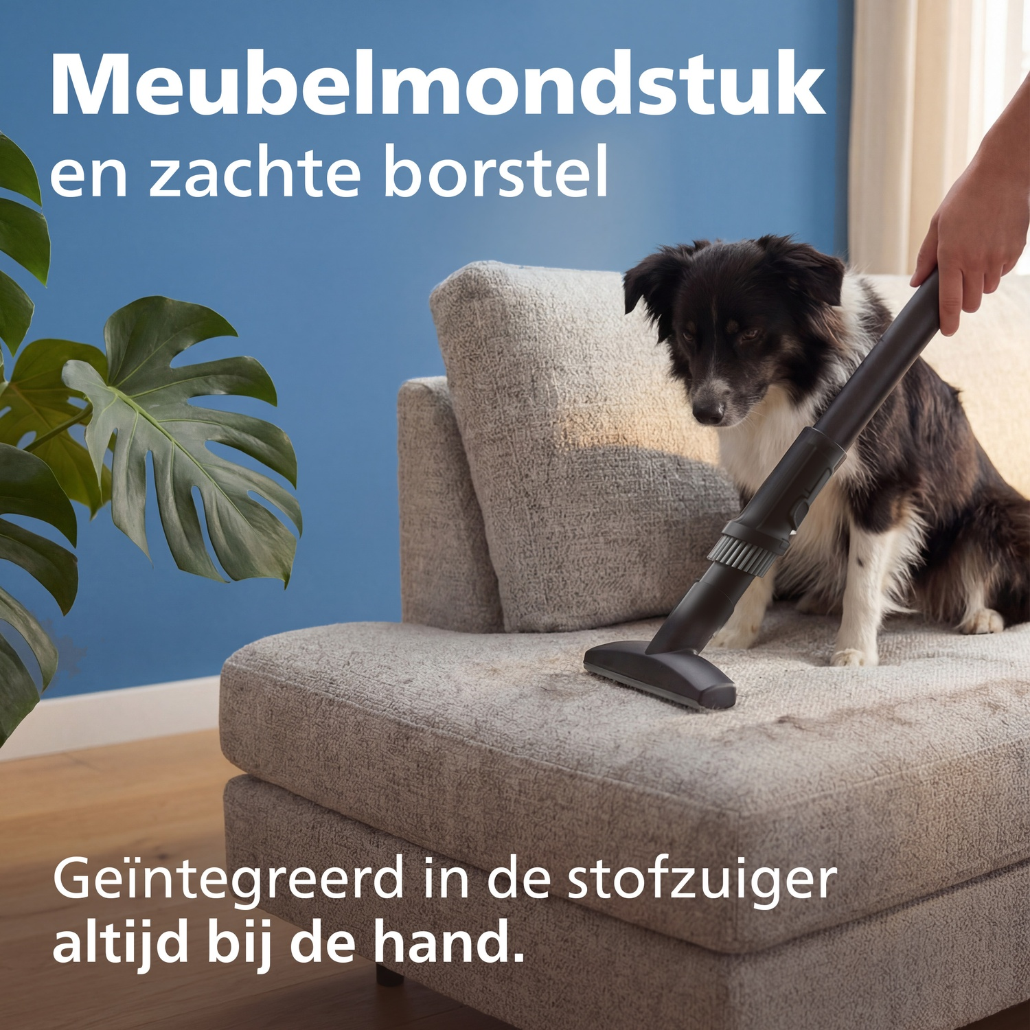A dog sits on a couch while a vacuum cleaner uses an upholstery tool.