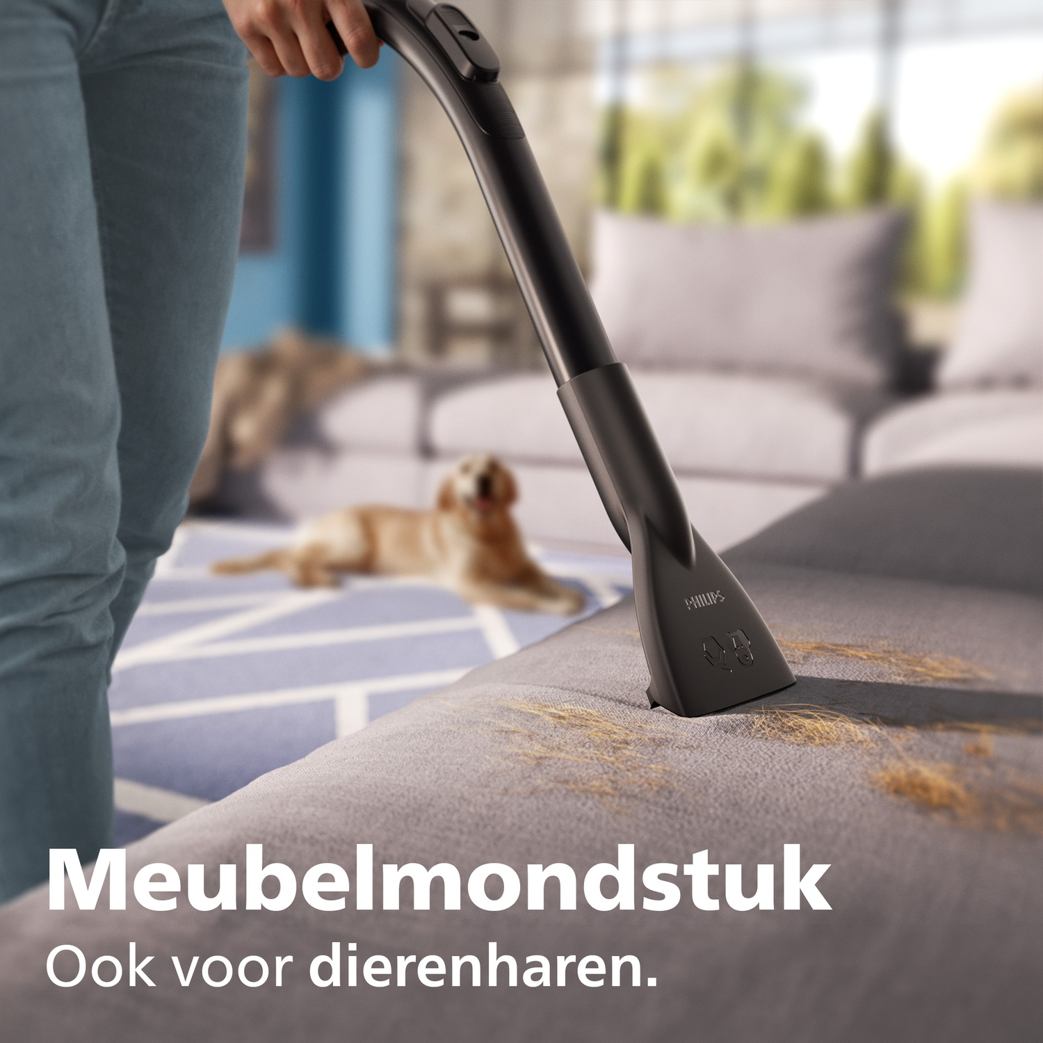 A Philips upholstery tool cleans a sofa of dog hair, with a dog lying in the background.