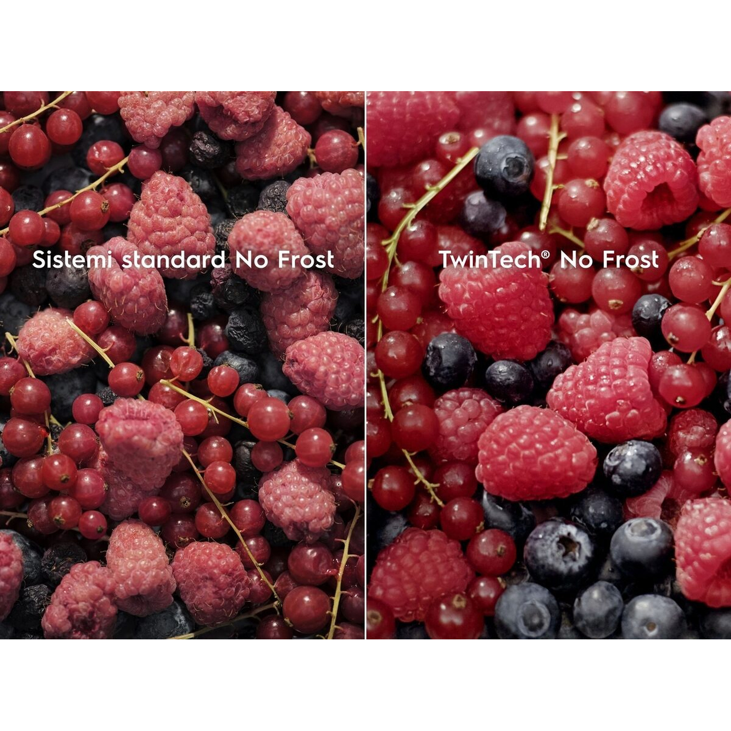 Bacche, tra cui lamponi, mirtilli e ribes, con testo.