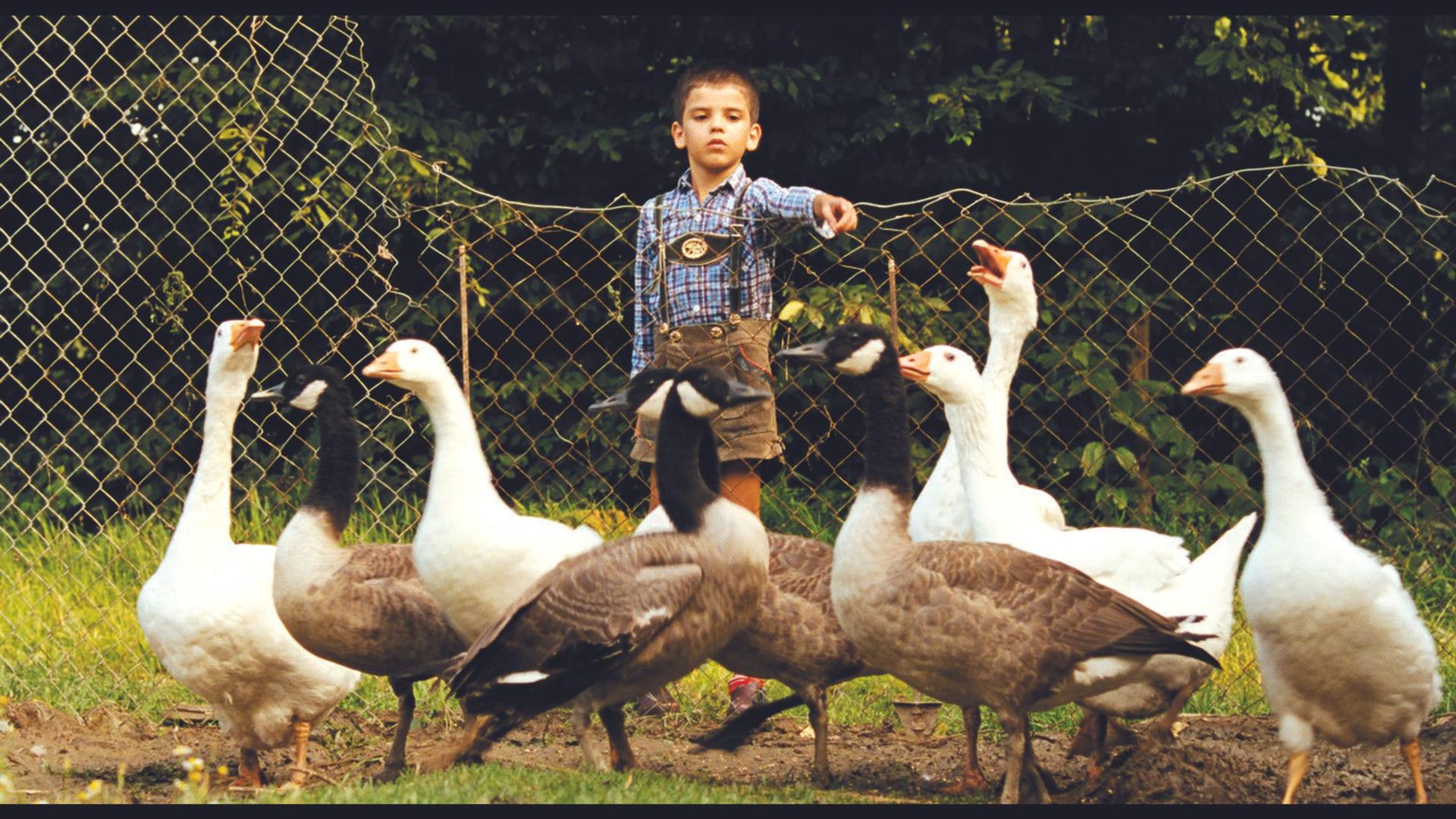 Junge in Lederhosen mit Gänsen an einem Zaun. Einige Gänse sind weiß, einige braun und schwarz.