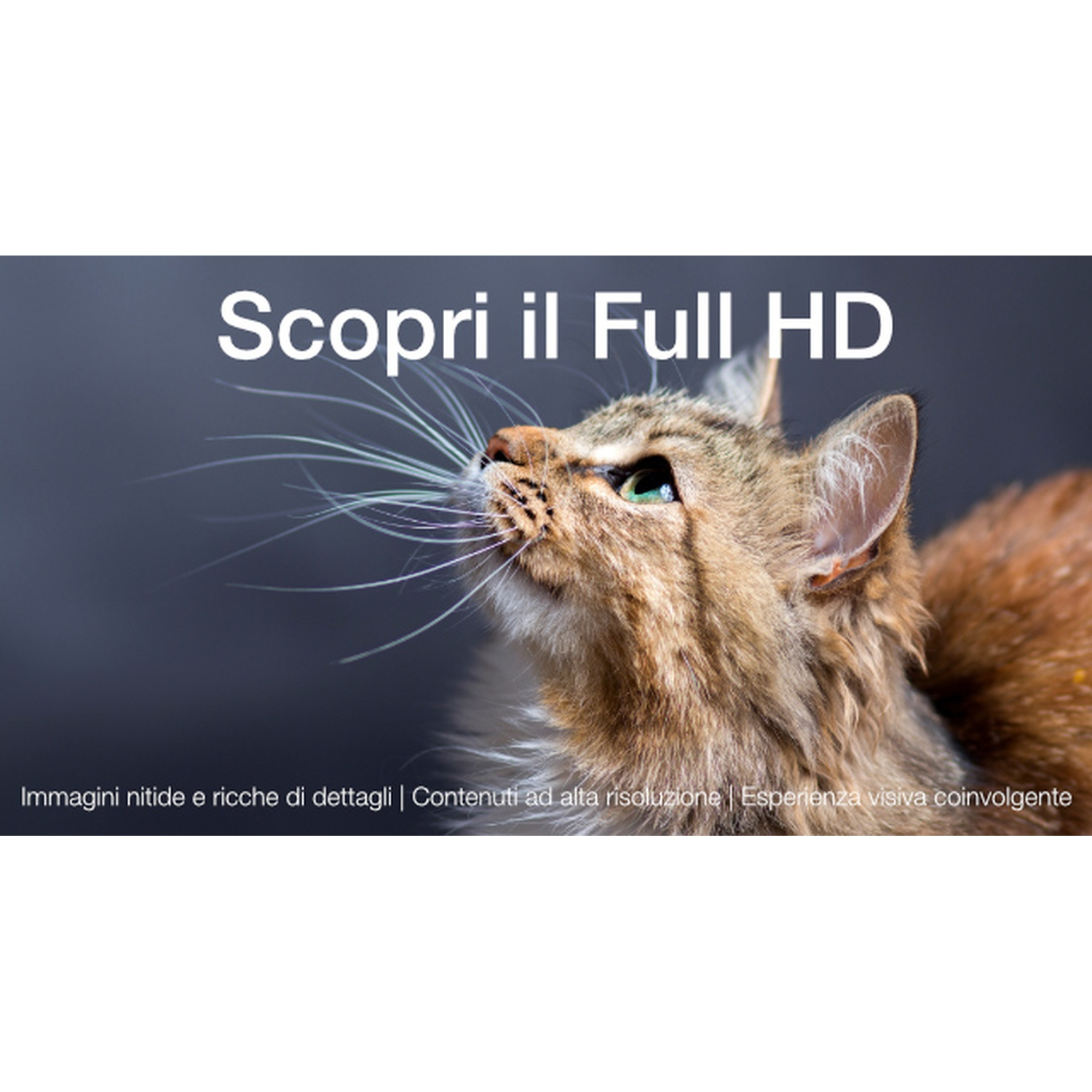 Un gatto soriano guarda in alto, testo "Scopri il Full HD".