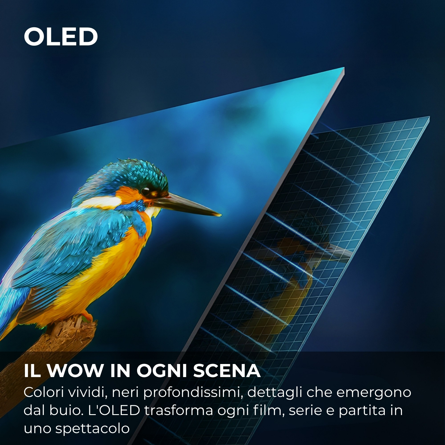 TV OLED con colori vivaci e neri profondi, mostra un martin pescatore.