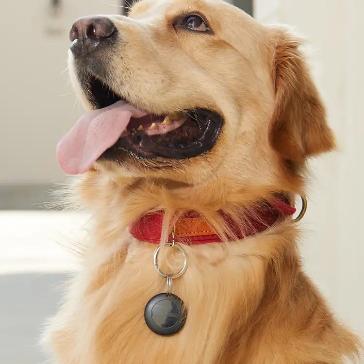 Golden retriever w czerwonej obroży i z zawieszką patrzy w górę. Język mu zwisa.