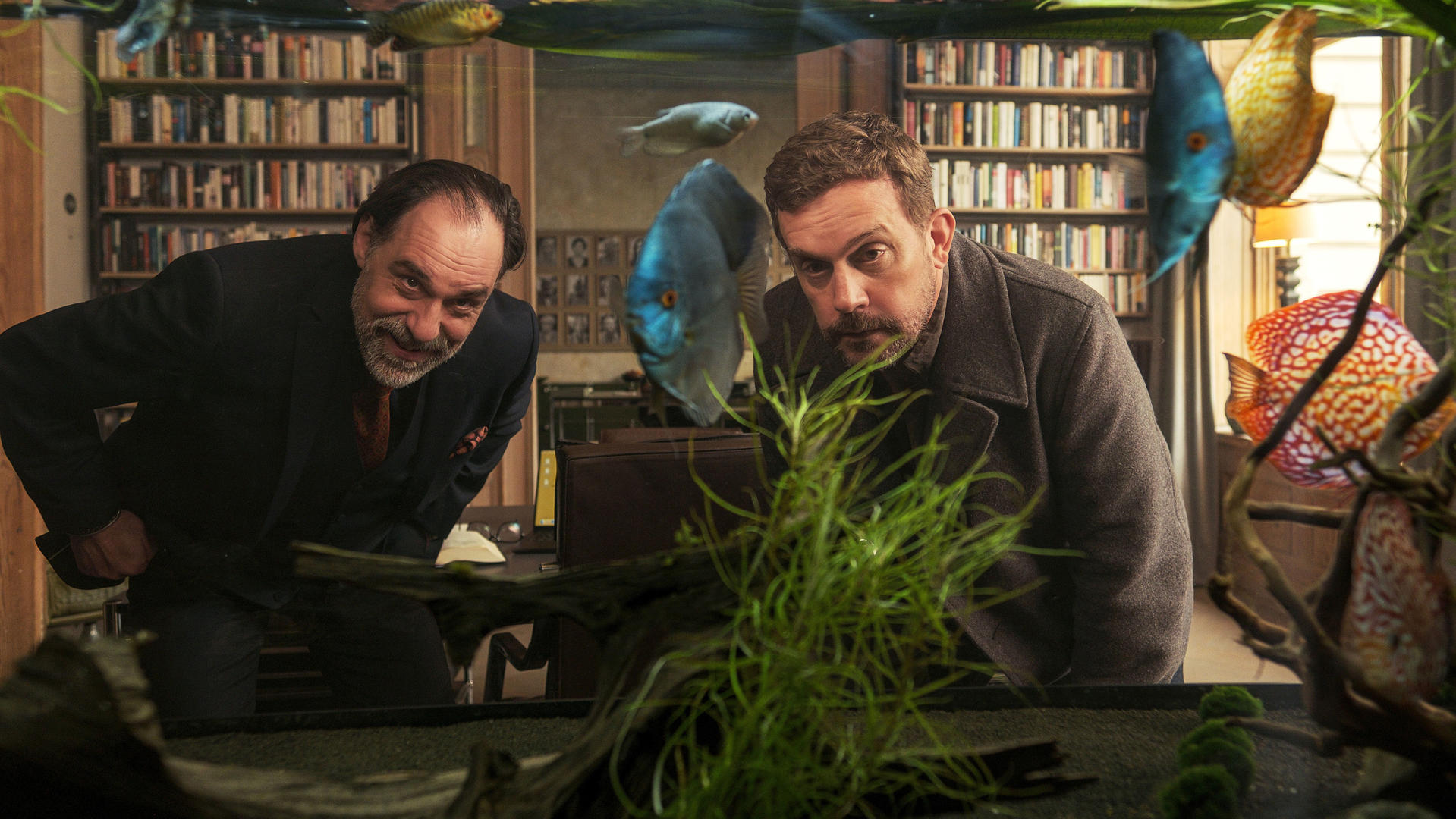 Zwei Männer beugen sich über ein Aquarium mit bunten Diskusfischen.