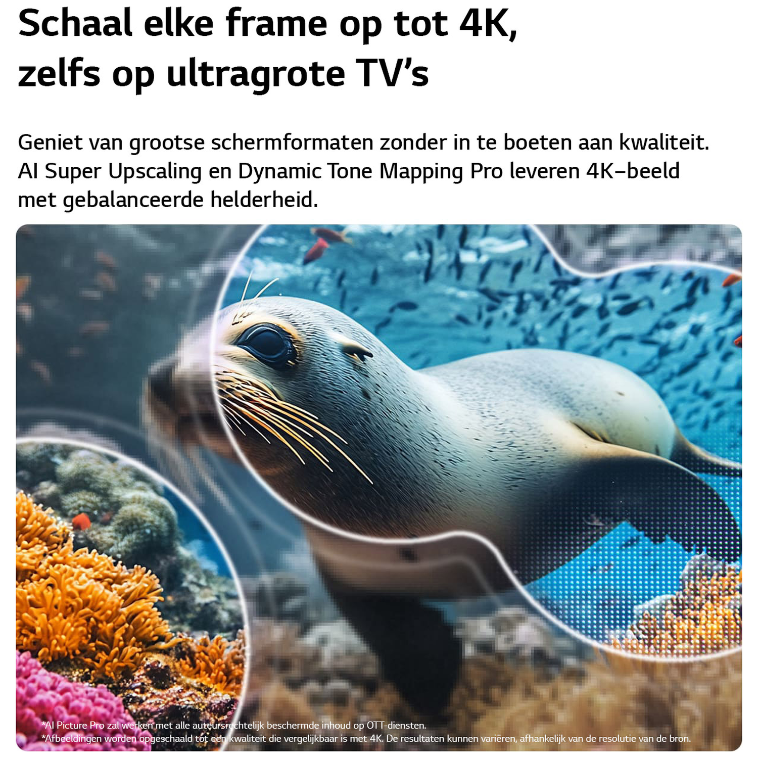 Seal swims in ocean with coral and fish, underwater shot.