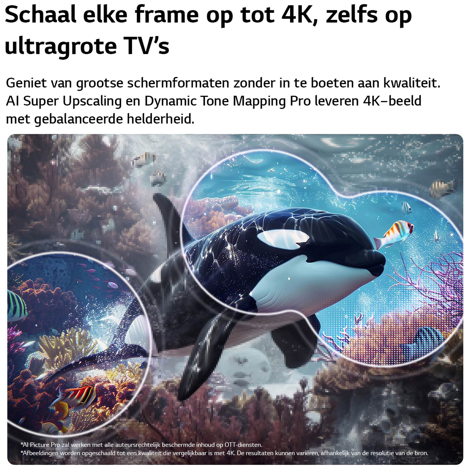 Een orka zwemt onder water bij koraal. Bellen stijgen op.