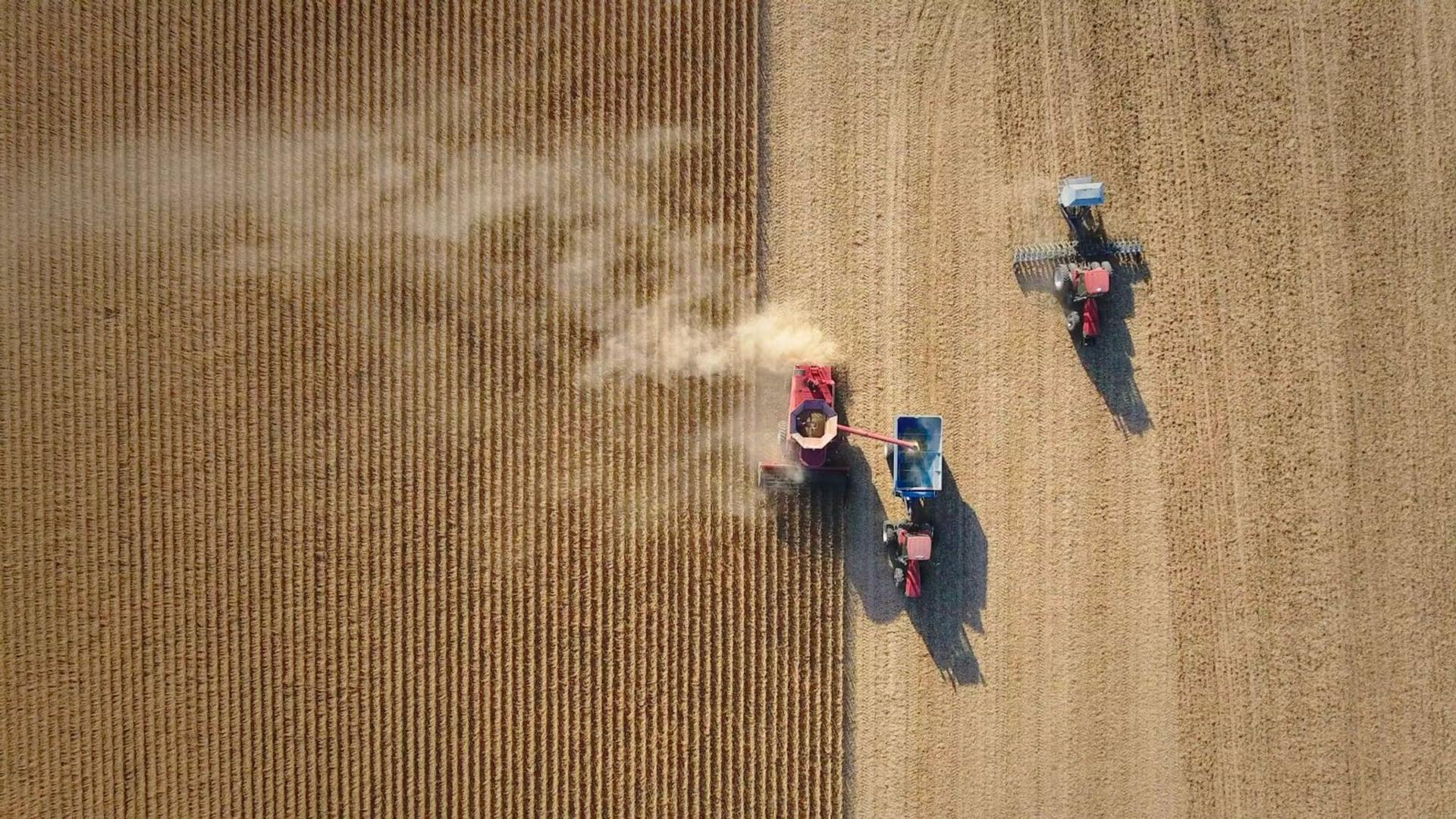 Ein Mähdrescher erntet ein Feld, während ein Traktor daneben fährt.