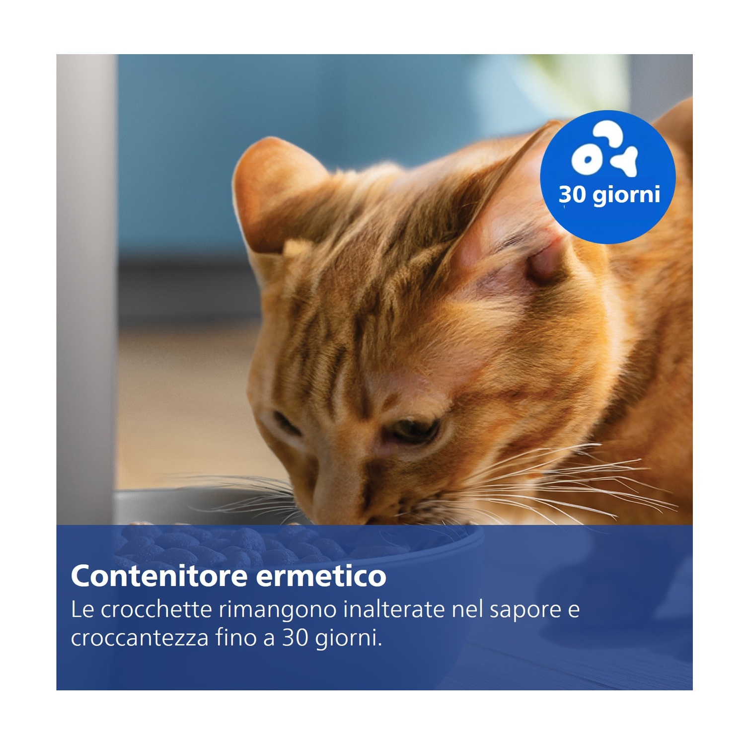 Un gatto arancione annusa crocchette in una ciotola. Testo: 'contenitore ermetico'.