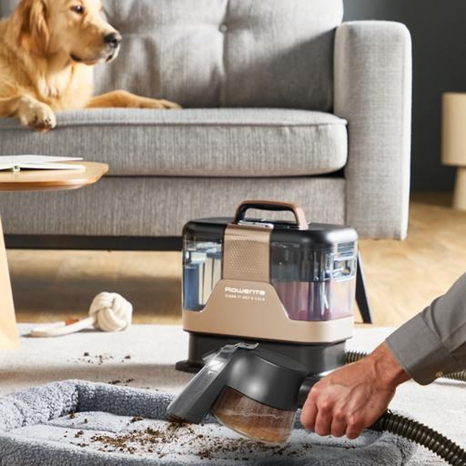 A dog rests on a sofa while a man uses a carpet cleaner on a pet bed.