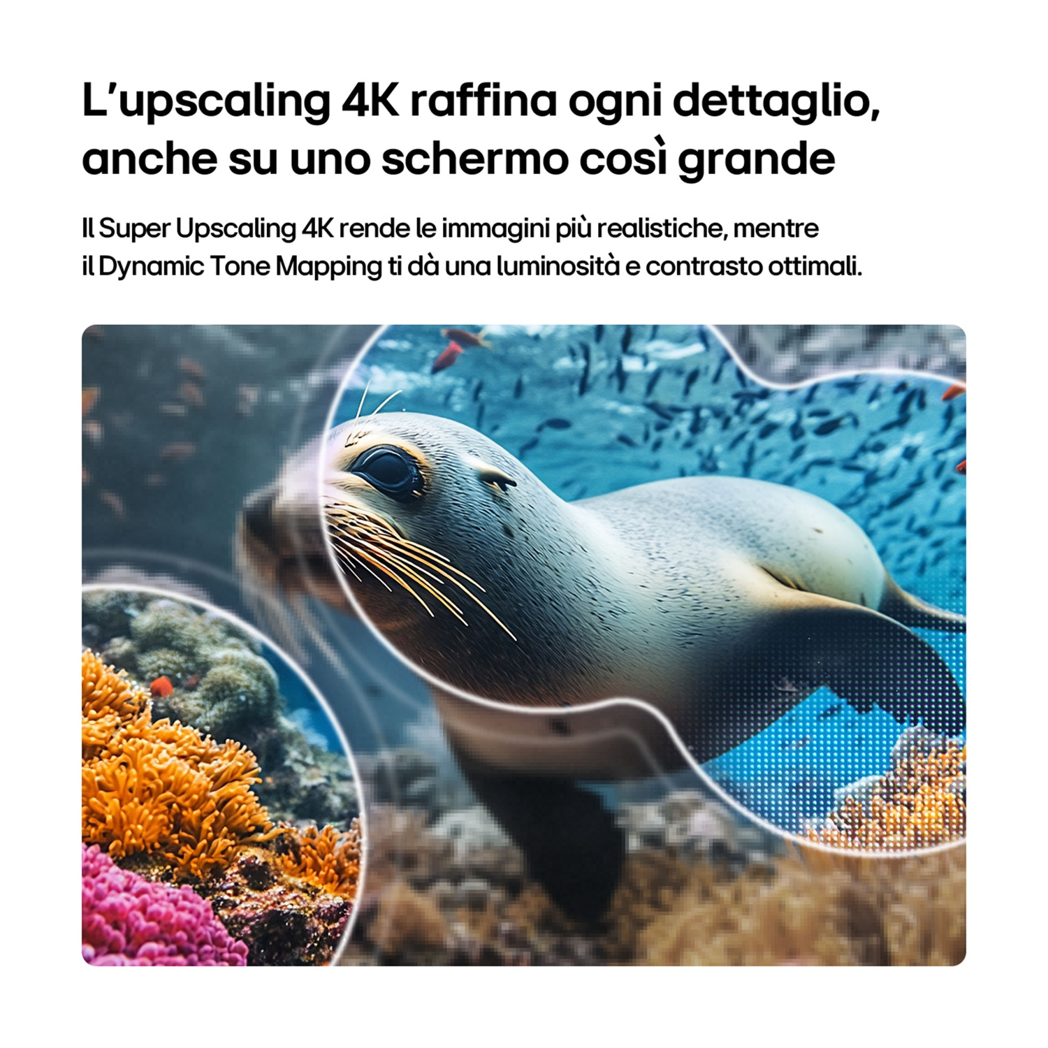 Una foca nuota nell'oceano, circondata da coralli e pesci.