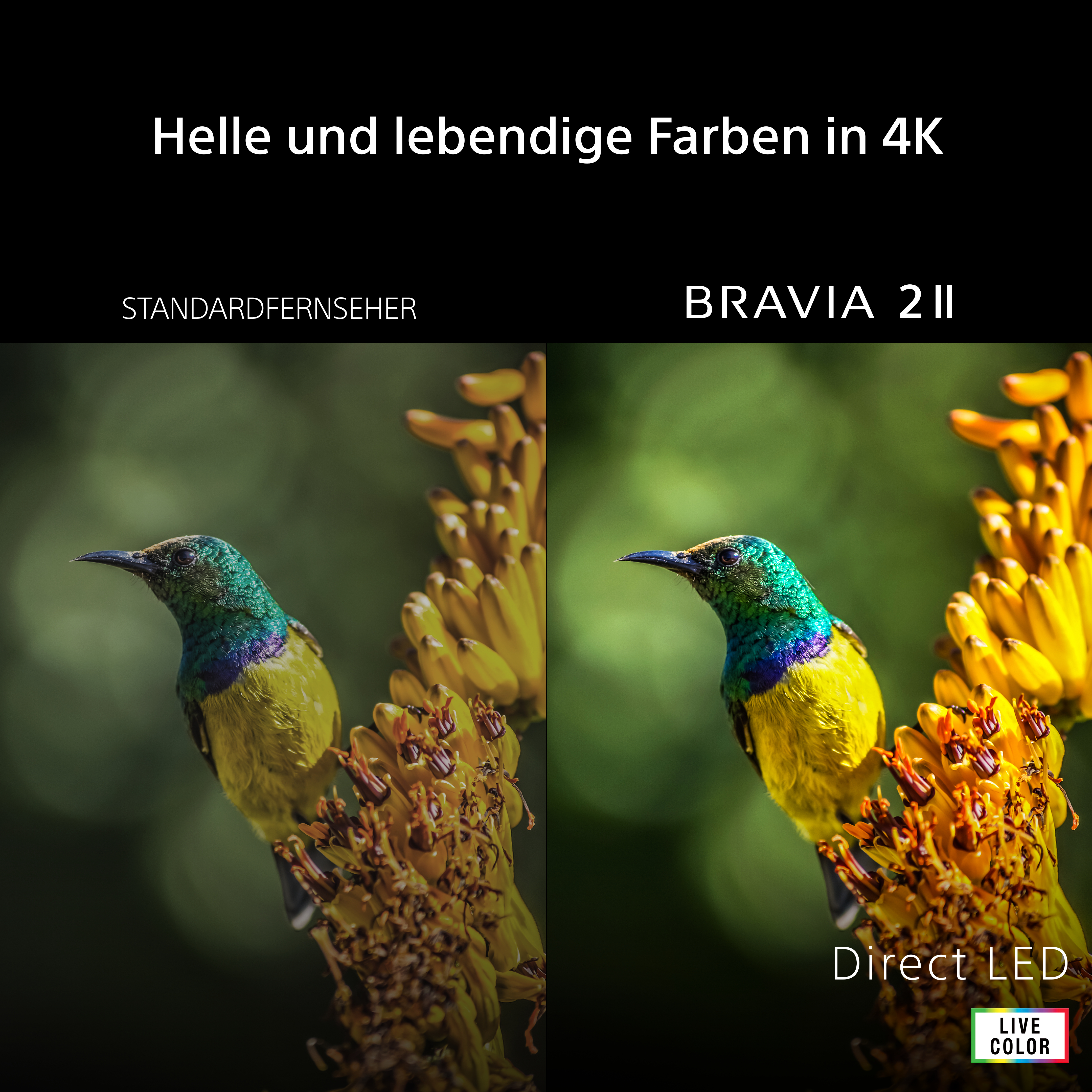 Ein kleiner Vogel mit grünem und gelbem Gefieder sitzt auf einer gelben Blüte.