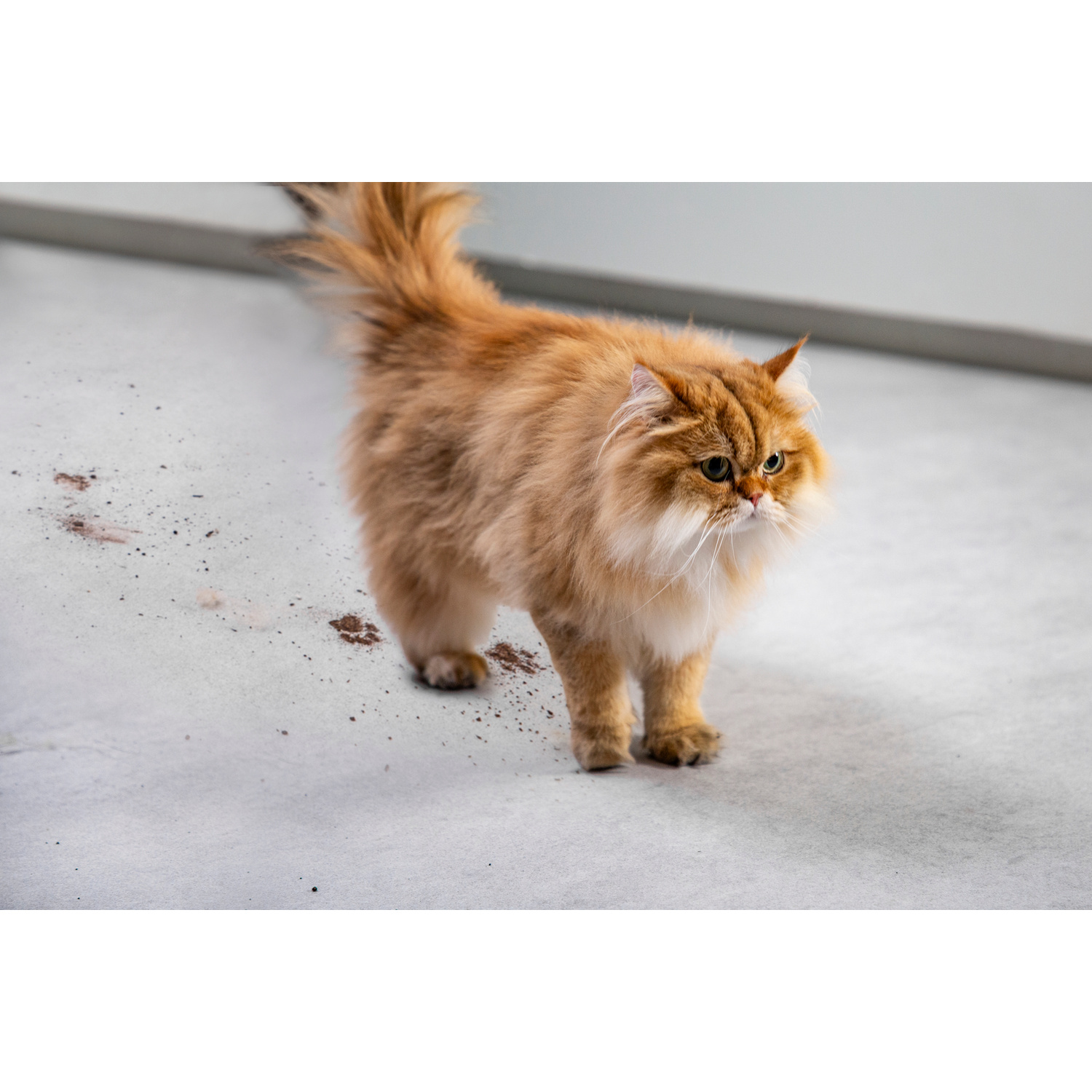 Un soffice gatto arancione si trova su un pavimento grigio con macchie di terra.