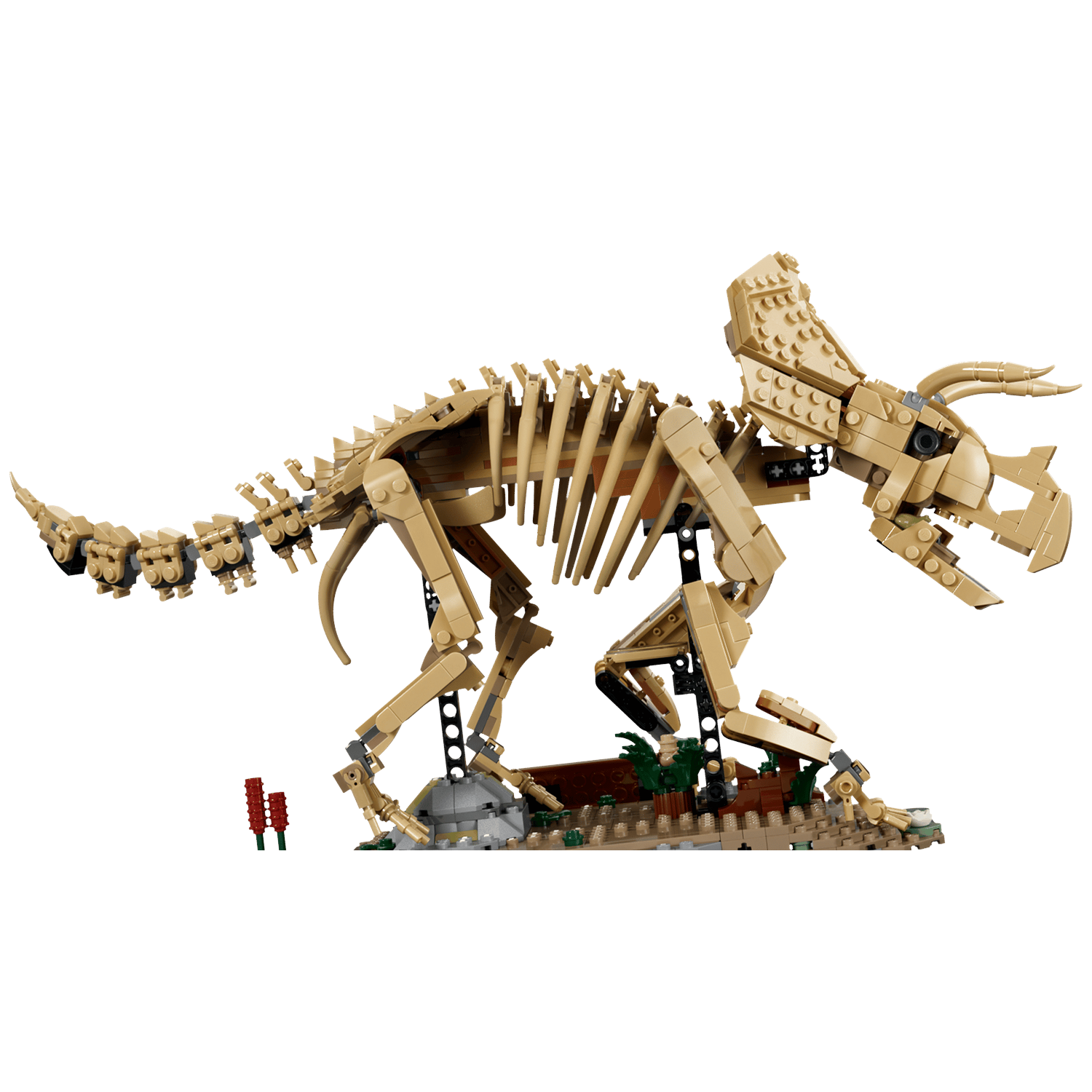 Een zandkleurig Lego Triceratops skelet model op een diorama.