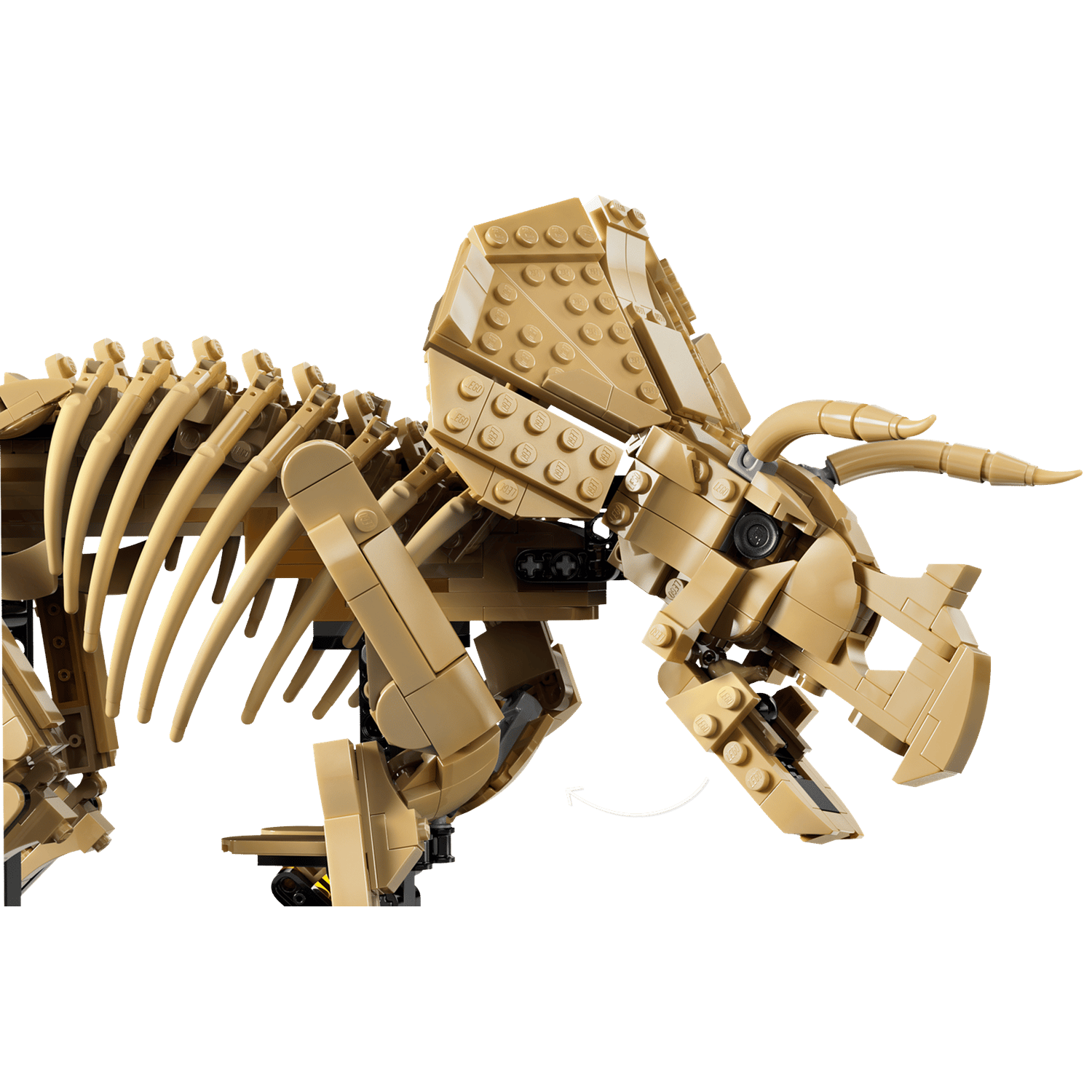Een beige Lego Triceratops skelet bouwwerk op zwarte achtergrond.