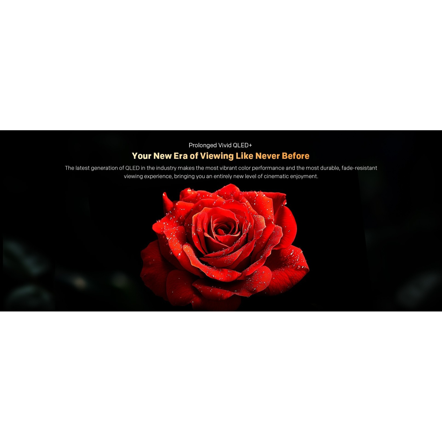Una rosa rossa con gocce d'acqua su sfondo nero, con testo.