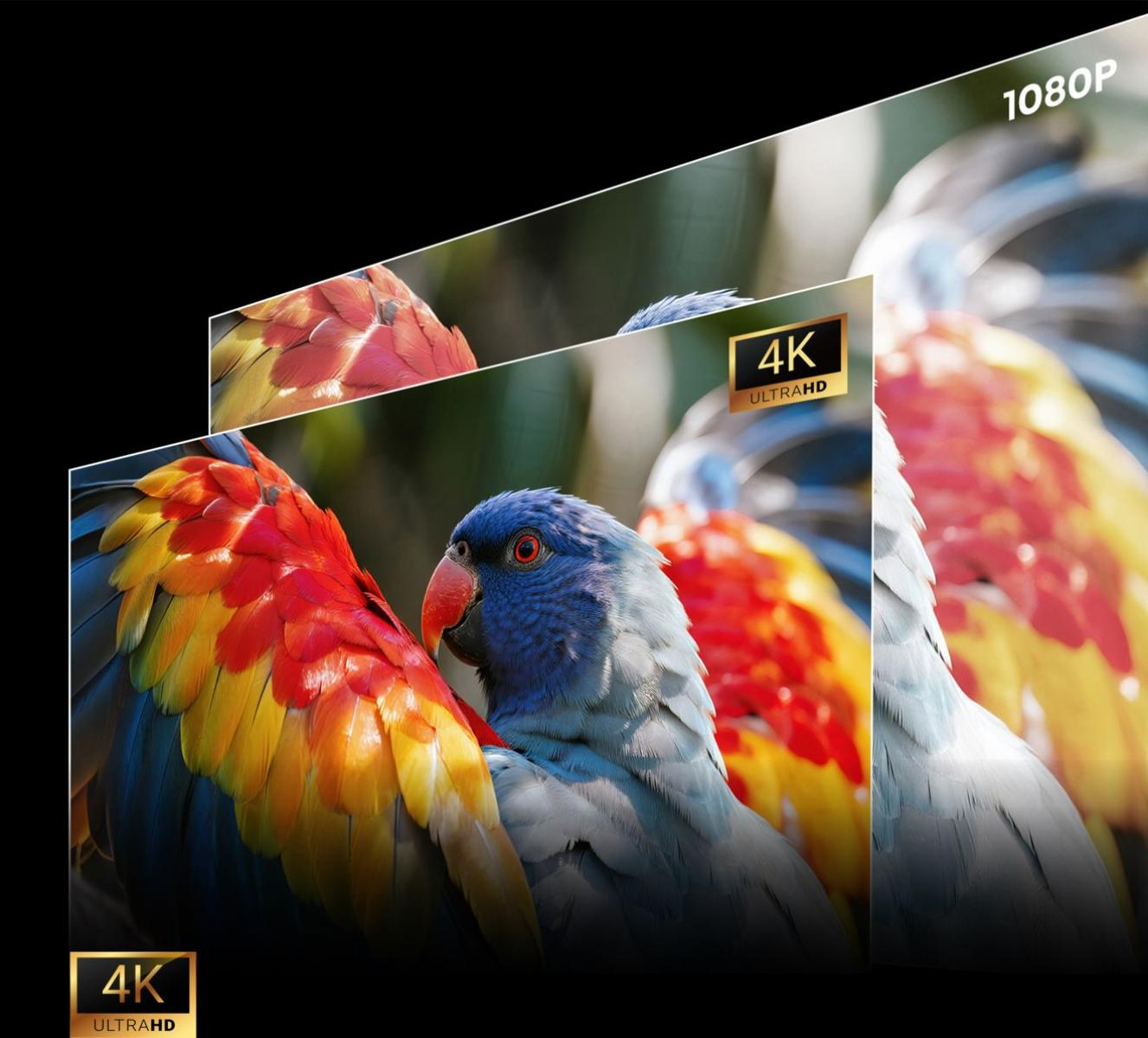 Két papagáj színes tollakkal, 4K és 1080P felbontásban.