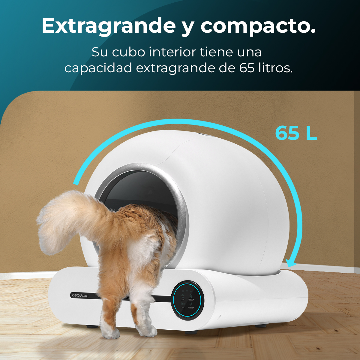 Un gato de pelo anaranjado entra en un arenero blanco de 65L de capacidad.