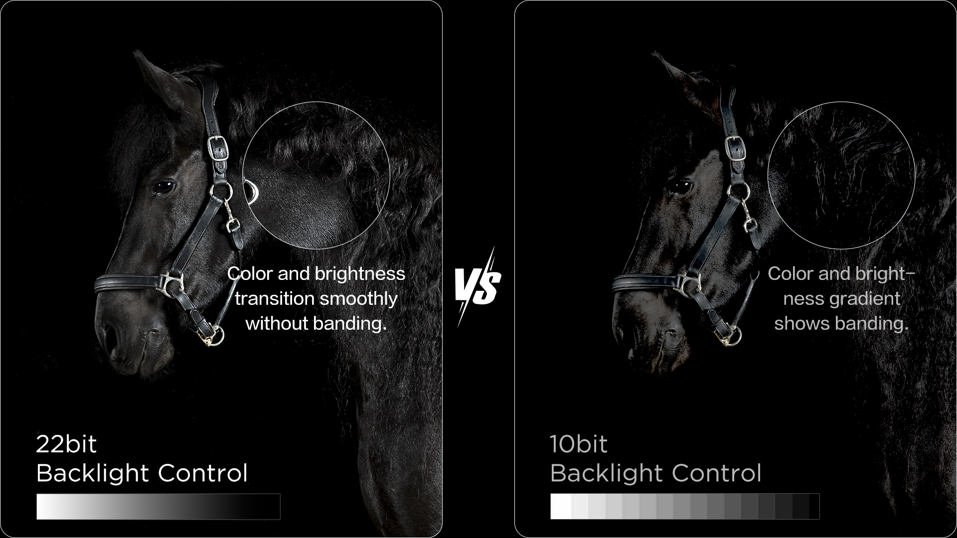 Un caballo negro con brida, comparando control de retroiluminación de 22 bits vs. 10 bits.