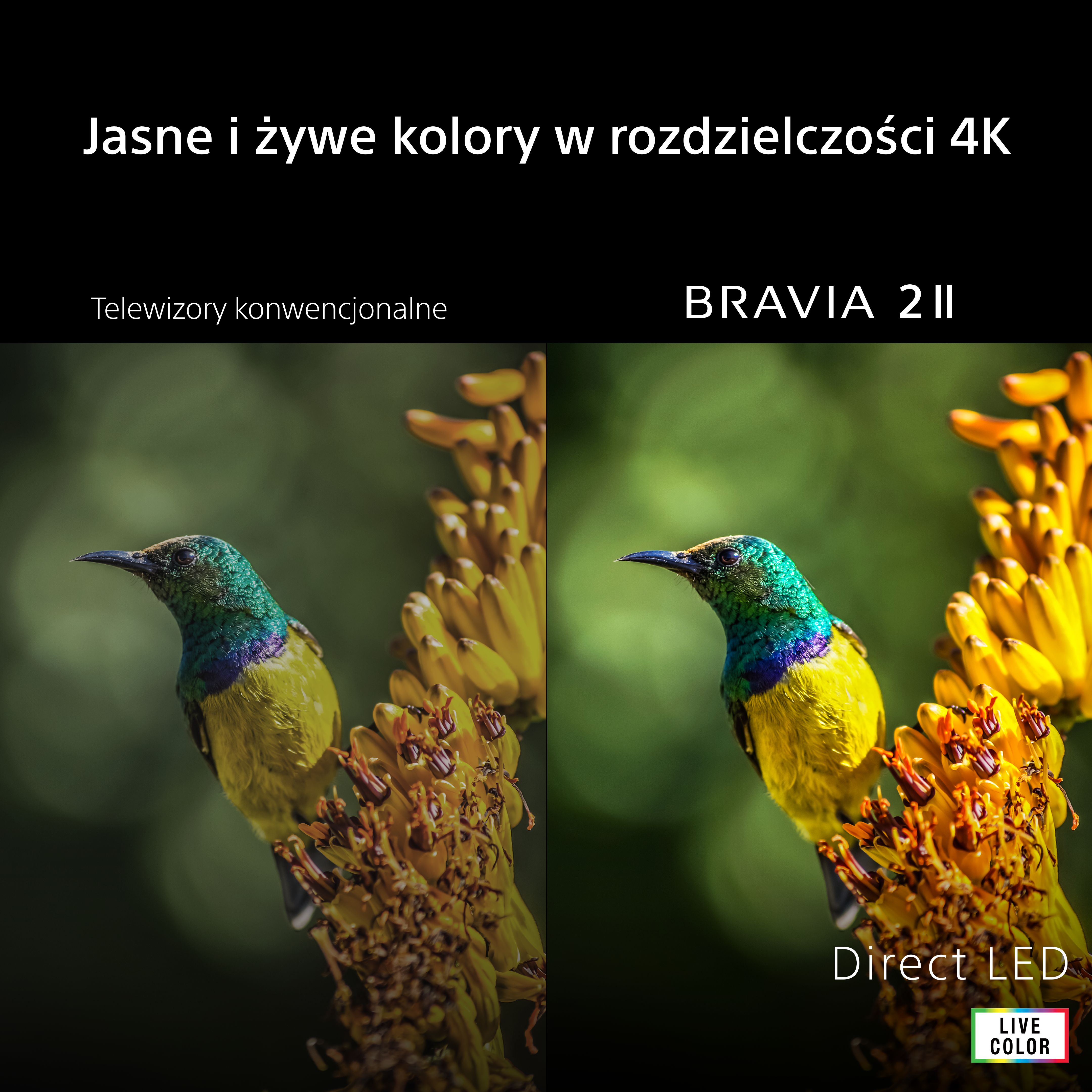 Ptak na kwiecie, po prawej stronie inny ptak na kwiecie.