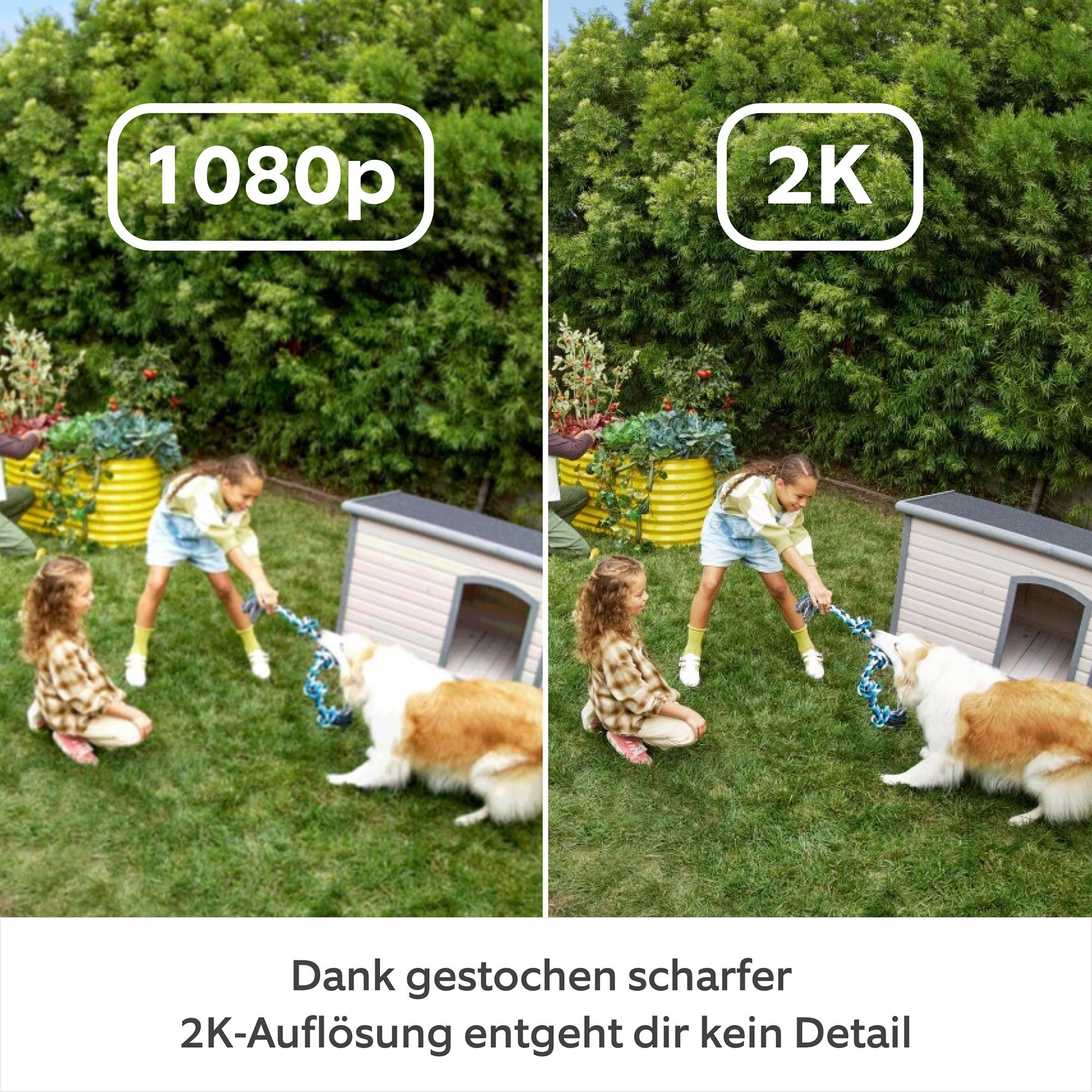 Zwei Bilder nebeneinander vergleichen 1080p und 2K Auflösung. Kinder spielen mit Hund.