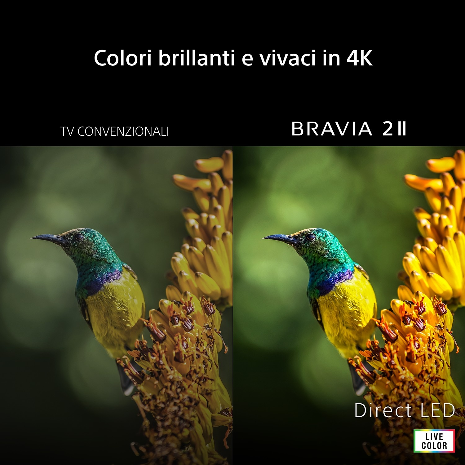 Un uccello è posato su un fiore giallo. A sinistra un TV standard, a destra un TV Bravia 2 II.