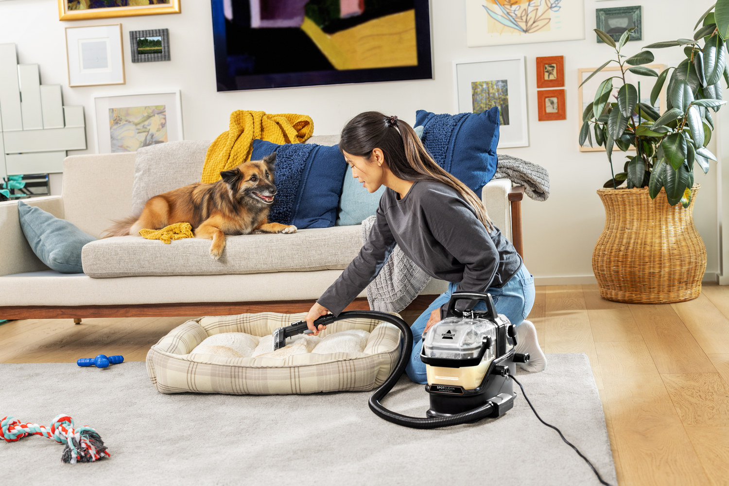 Mujer limpia cama de perro con máquina limpiadora, perro observa.