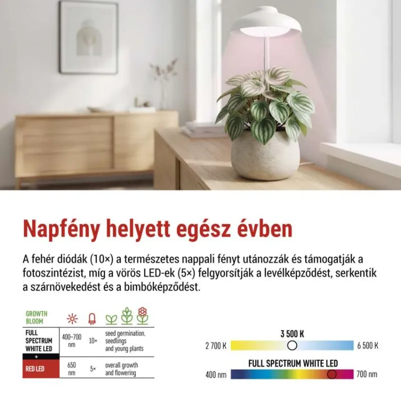 Egy cserepes növény fehér LED növekedési lámpa alatt fa felületen.