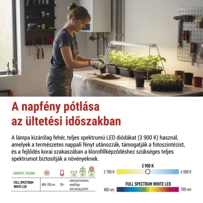 Nő palántákat ültet LED növekedési lámpa alatt. Sok fiatal növény növekszik.