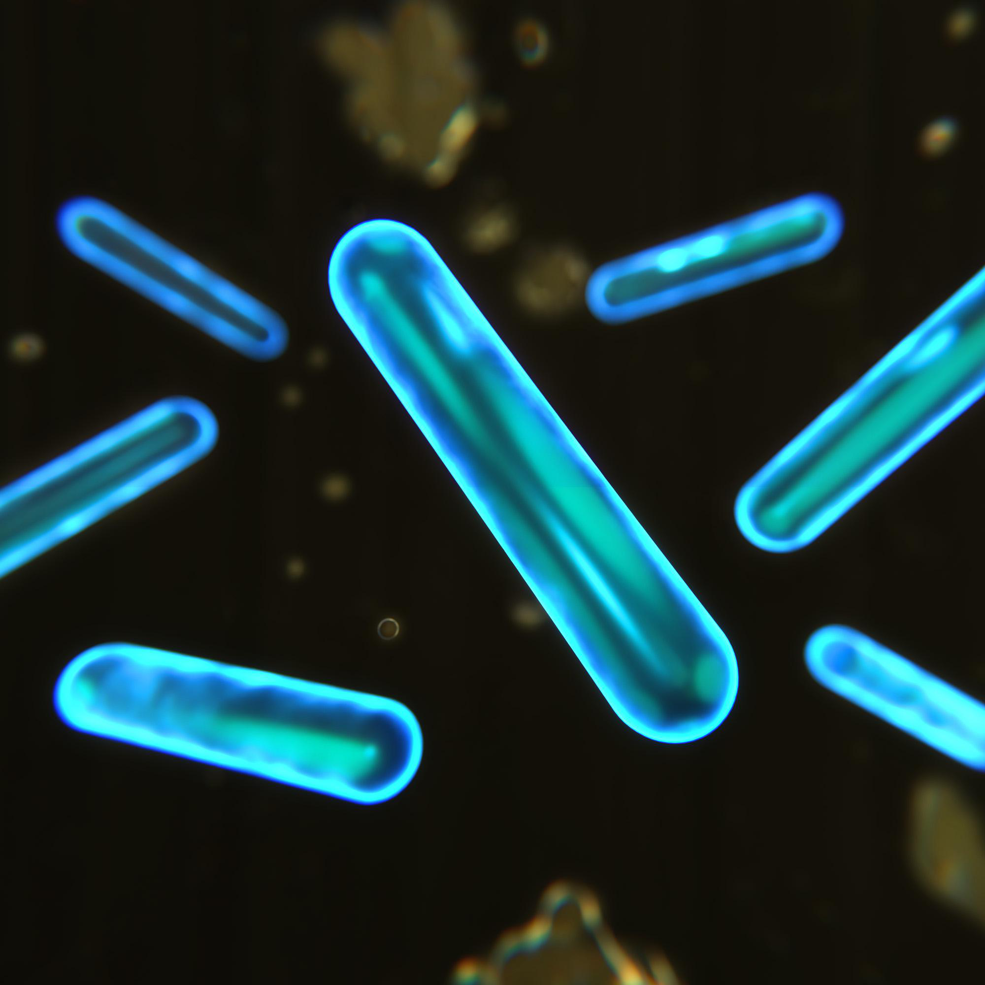 Leuchtend blaue, stäbchenförmige Mikroorganismen auf dunklem Hintergrund.