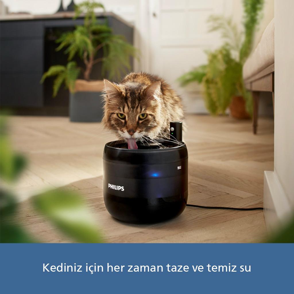Bir kedi ahşap zeminde siyah bir Philips su sebili içiyor.